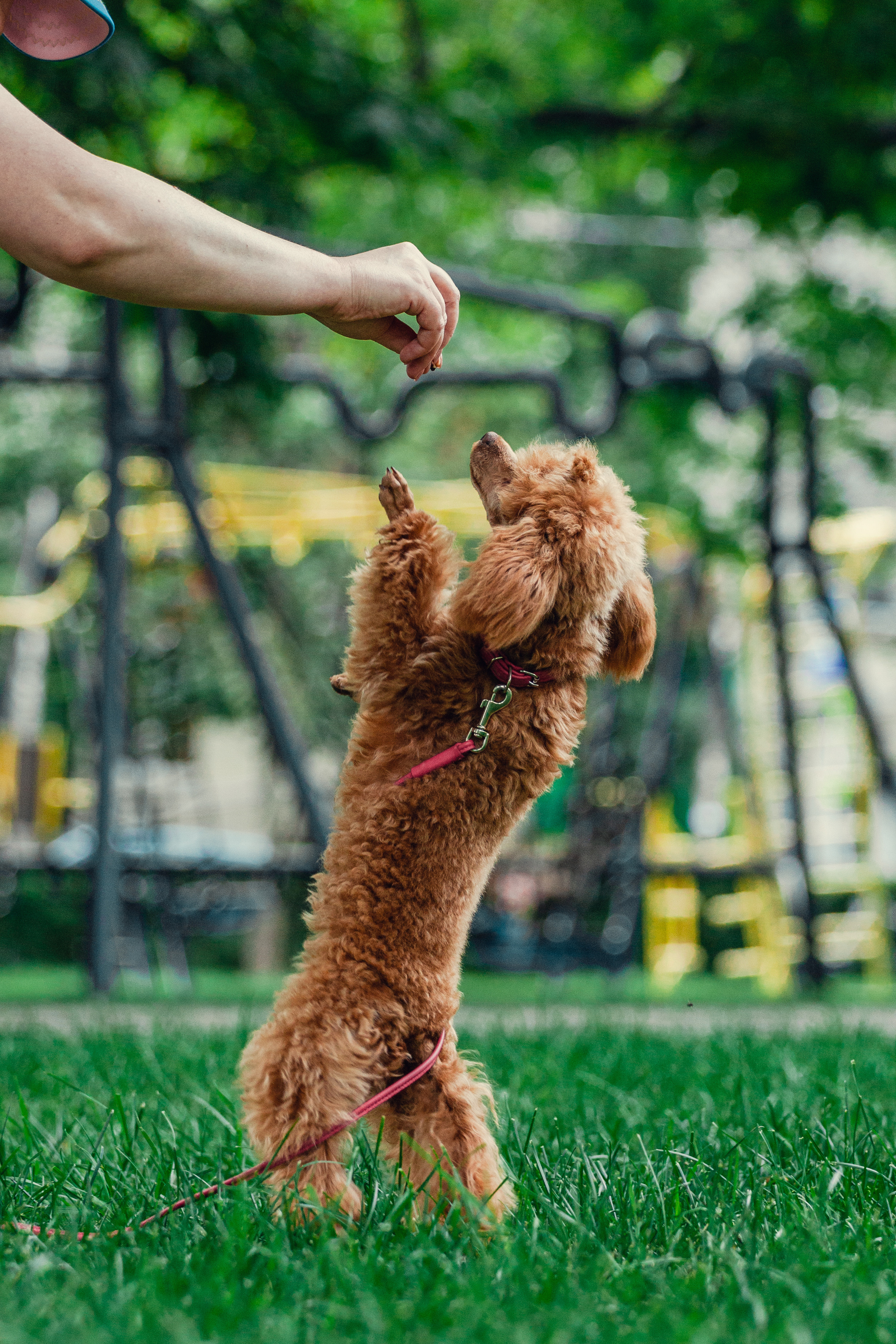 Оля и Ася. Фотограф-анималист Татьяна Степанова