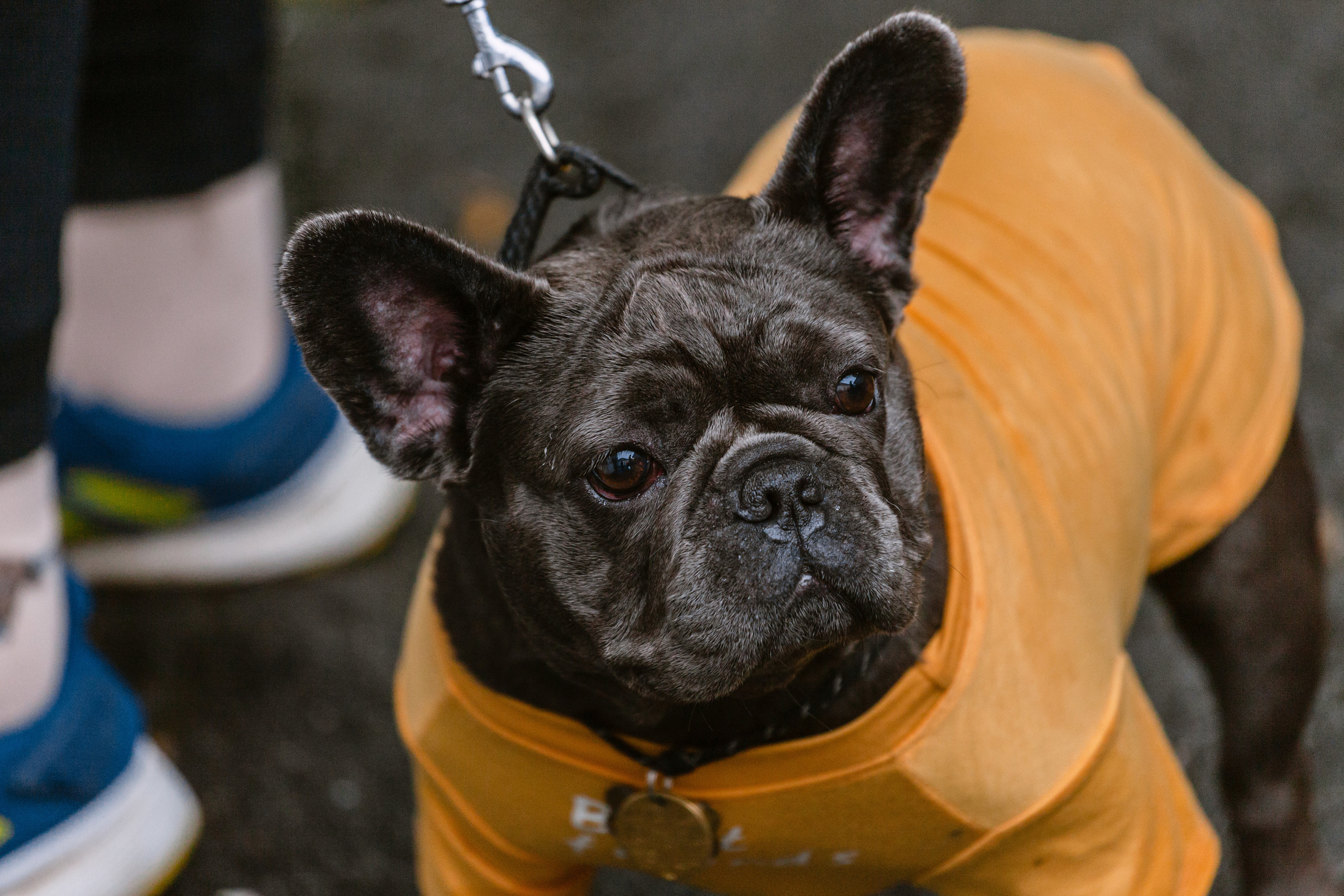 Парад французских бульдогов 15.07.2023. Фотограф-анималист Татьяна Степанова