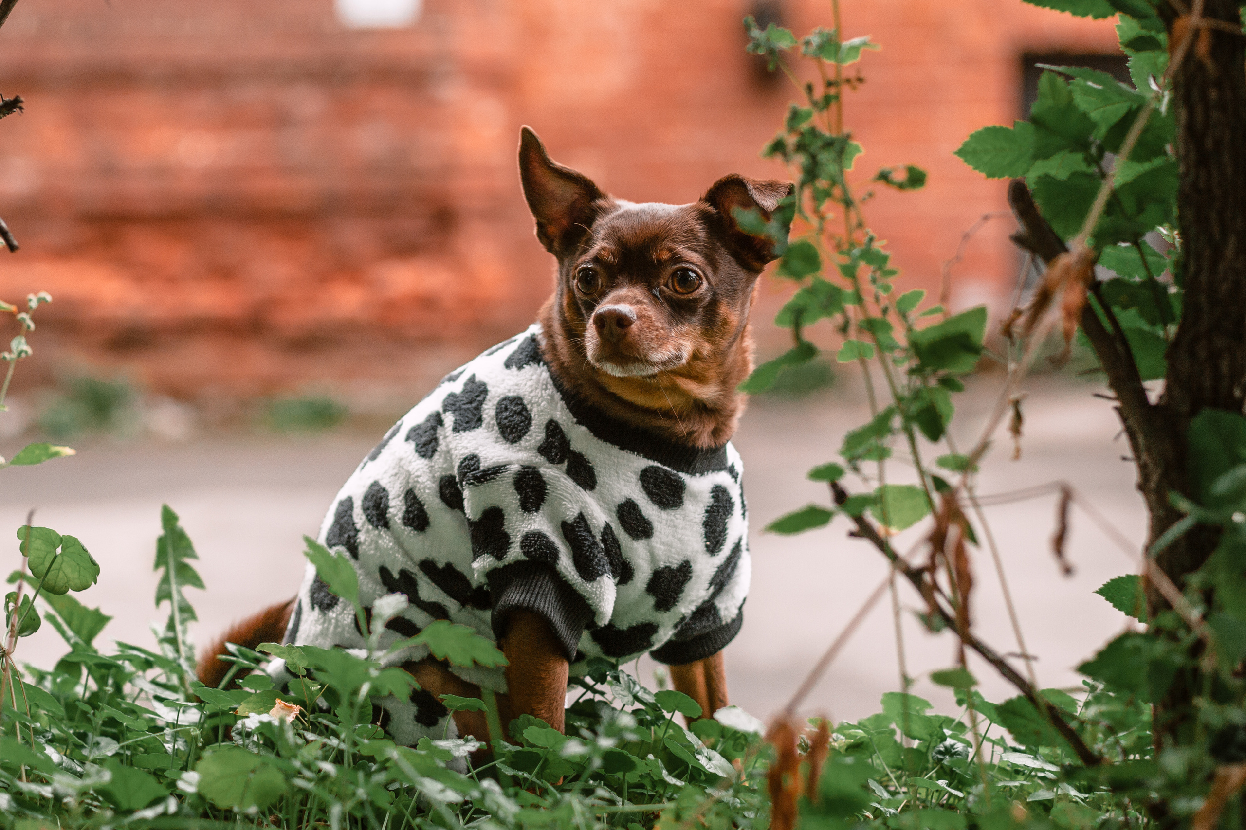 Юля и Леонид. Фотограф-анималист Татьяна Степанова