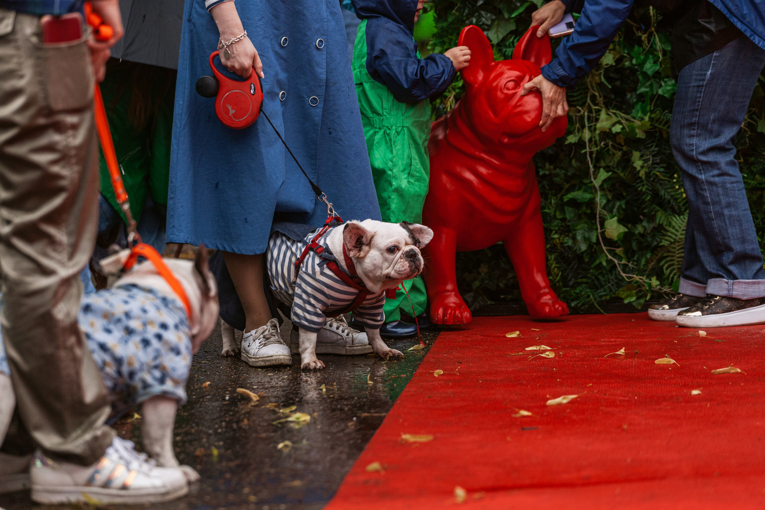Парад французских бульдогов 15.07.2023. Фотограф-анималист Татьяна Степанова