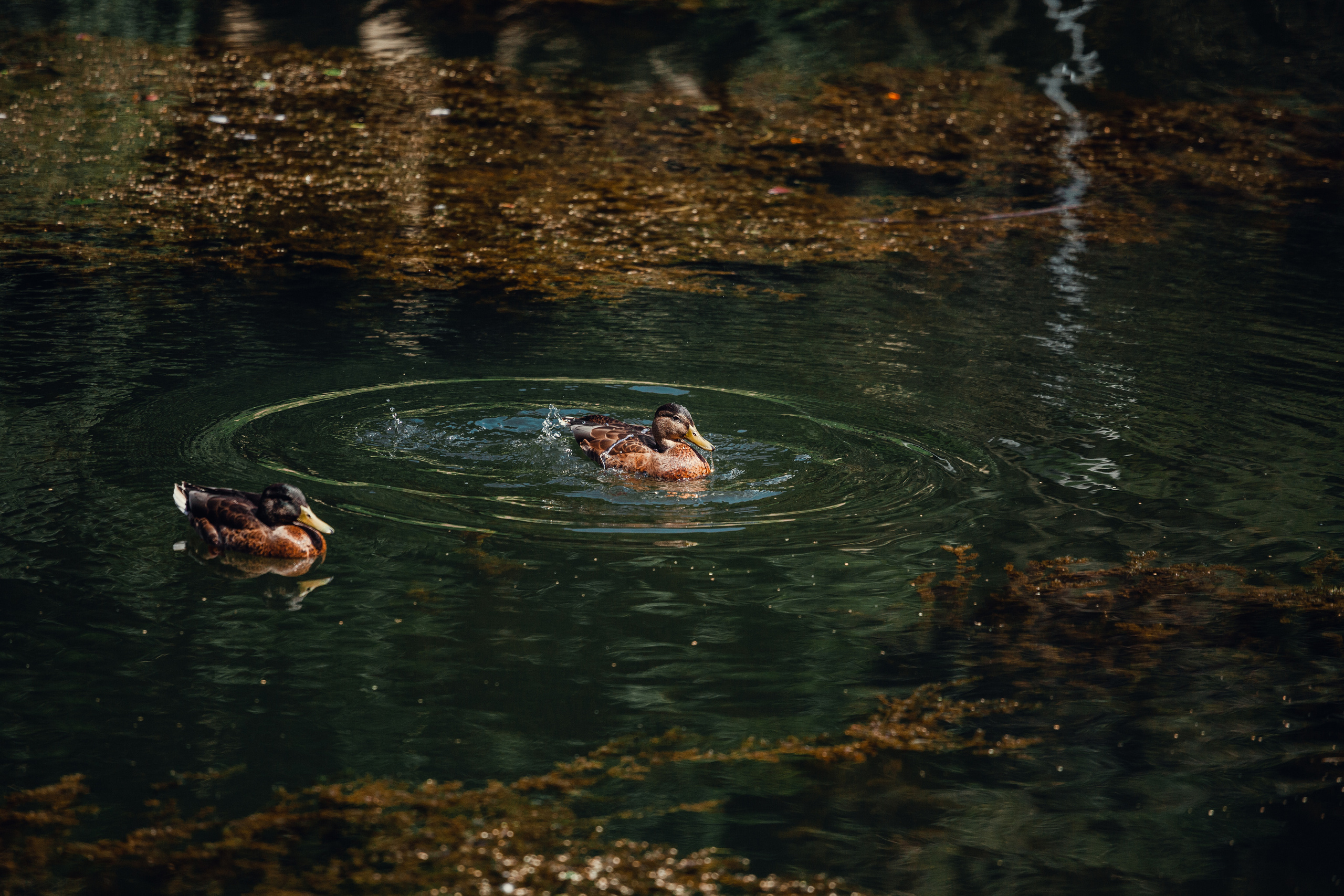 Оля и Ася. Фотограф-анималист Татьяна Степанова