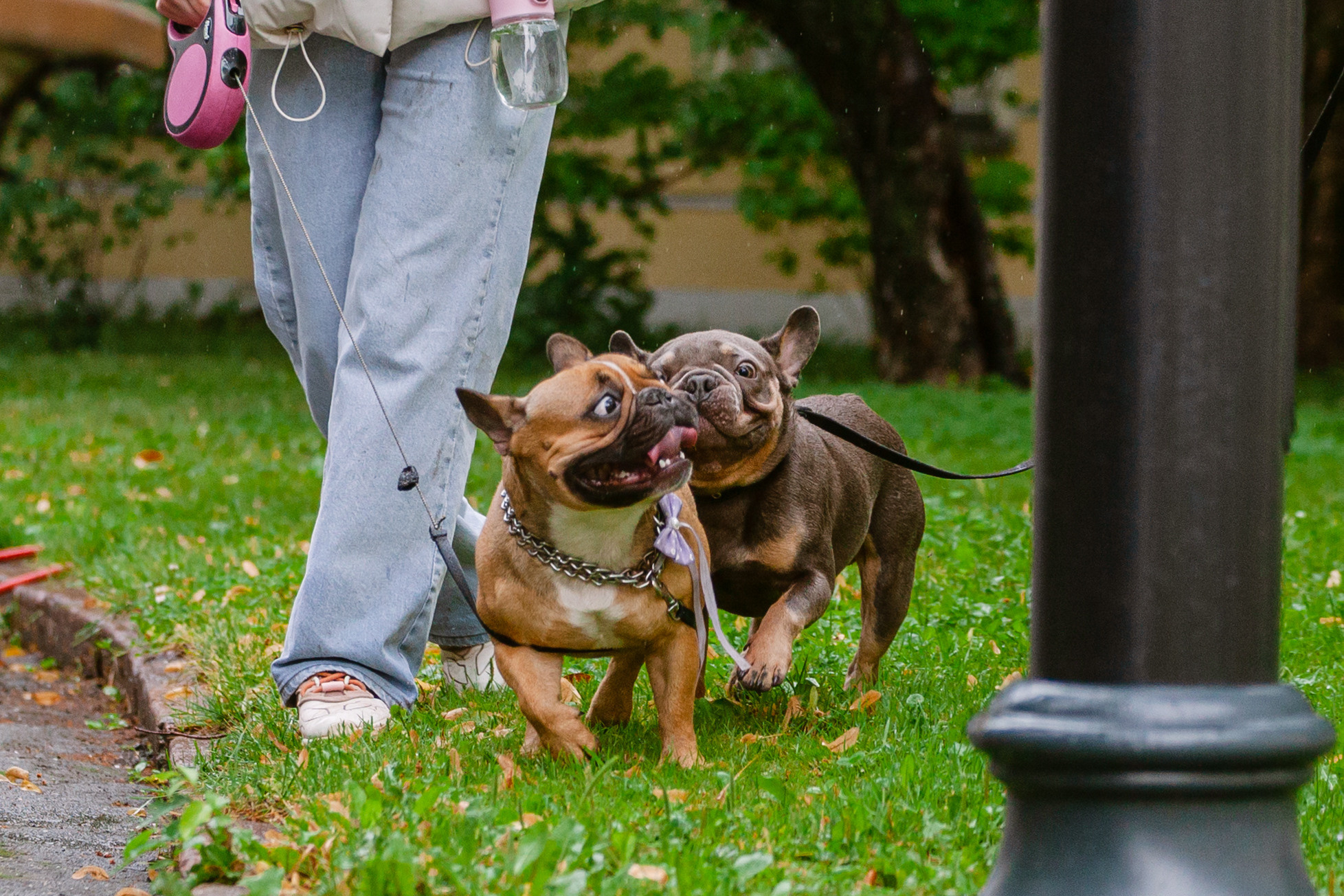 Парад французских бульдогов 15.07.2023. Фотограф-анималист Татьяна Степанова