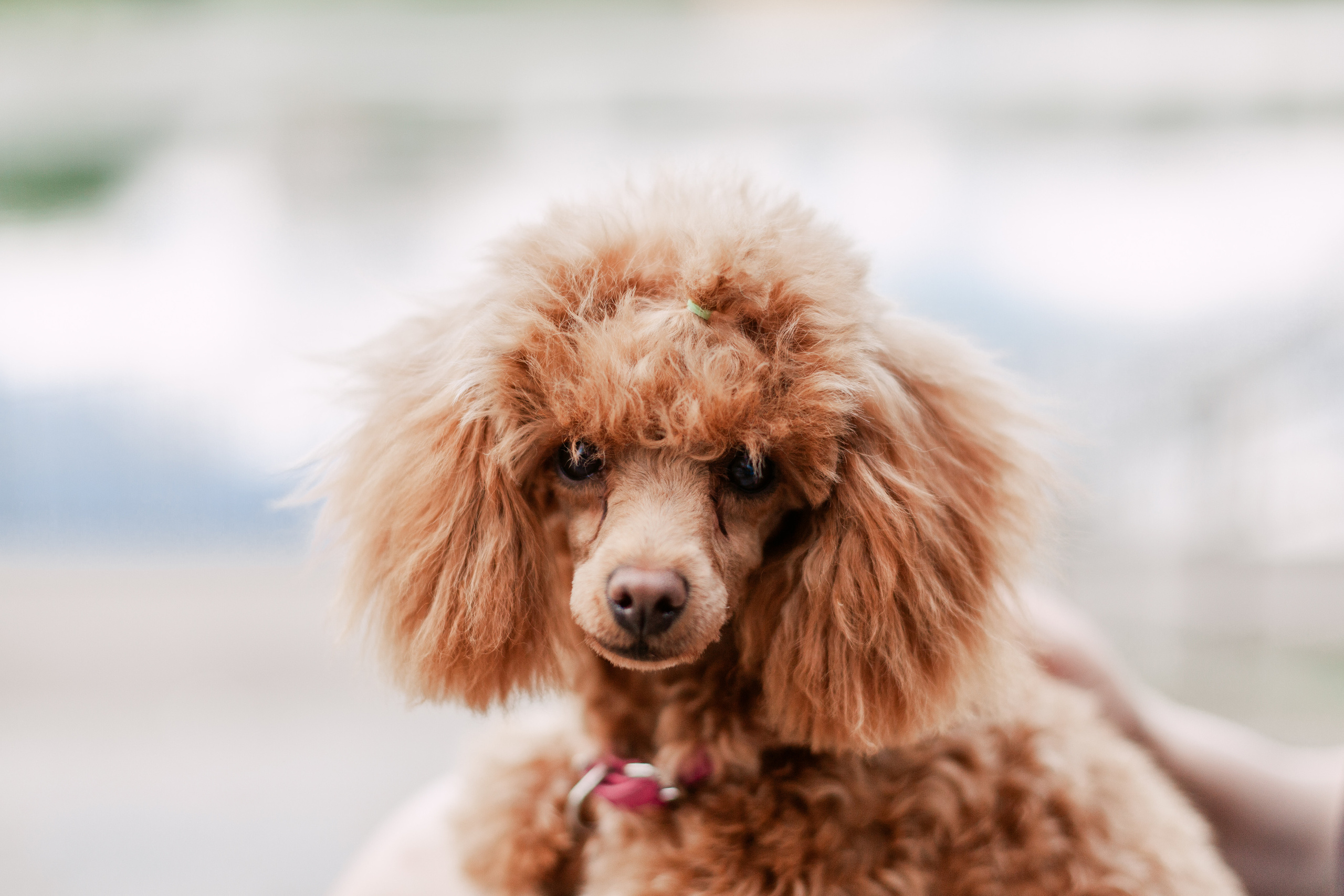 Оля и Ася. Фотограф-анималист Татьяна Степанова