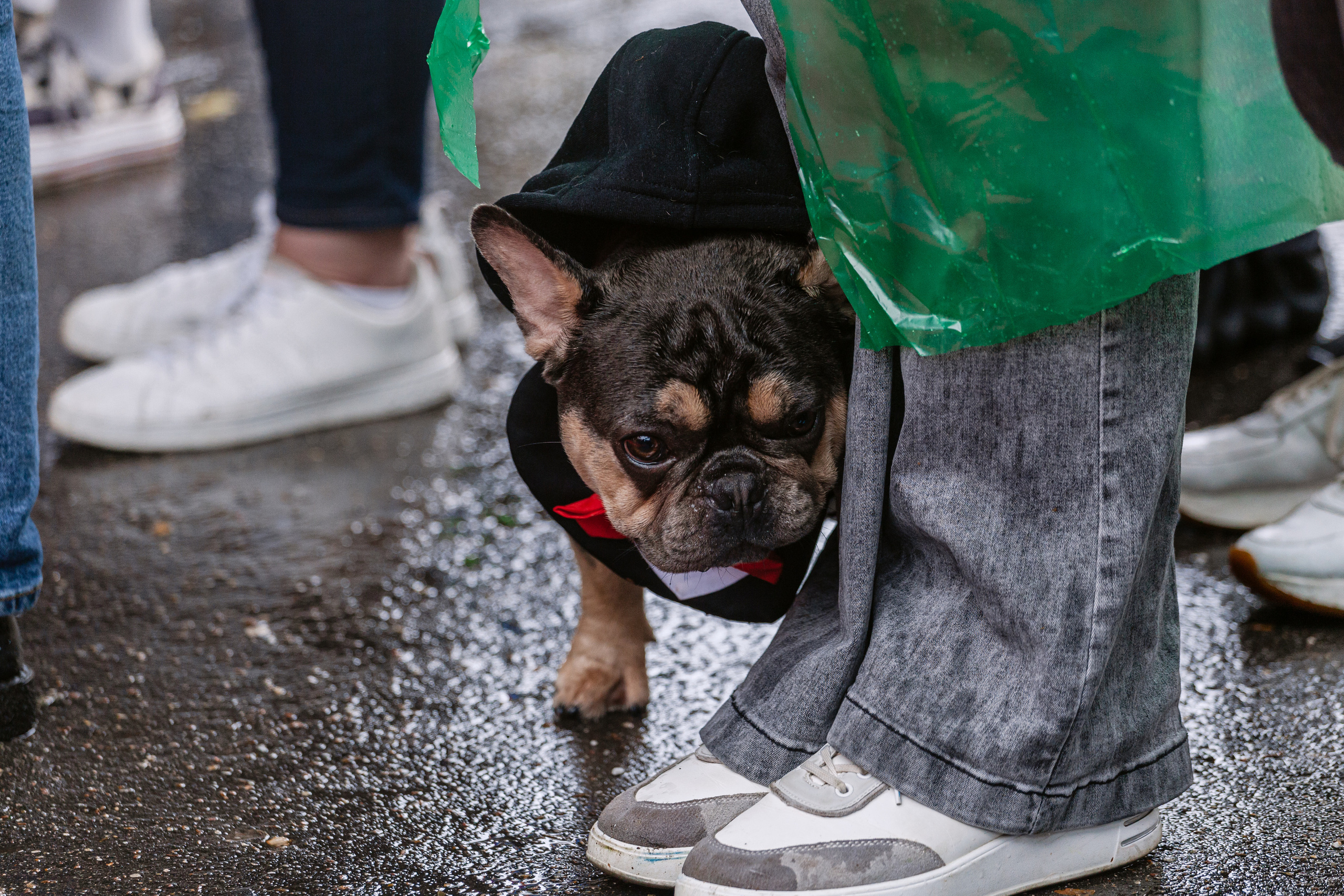 Парад французских бульдогов 15.07.2023. Фотограф-анималист Татьяна Степанова