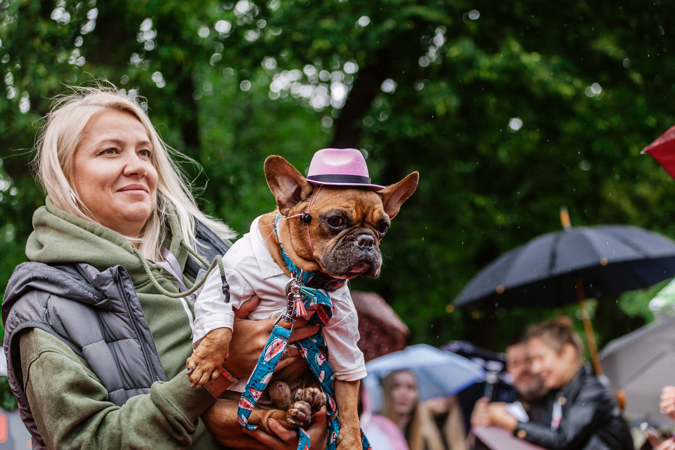 Парад французских бульдогов 15.07.2023. Фотограф-анималист Татьяна Степанова