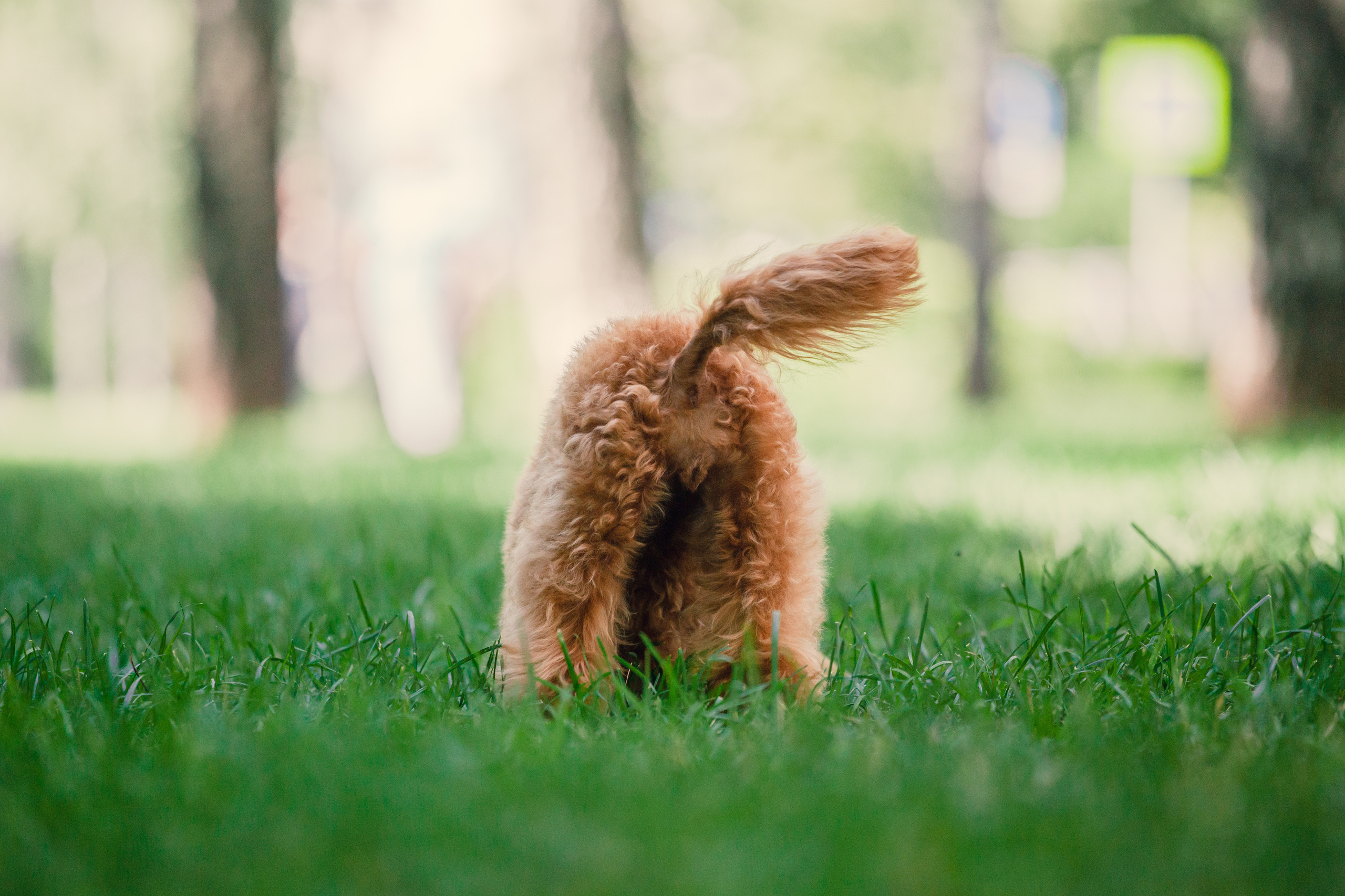 Оля и Ася. Фотограф-анималист Татьяна Степанова