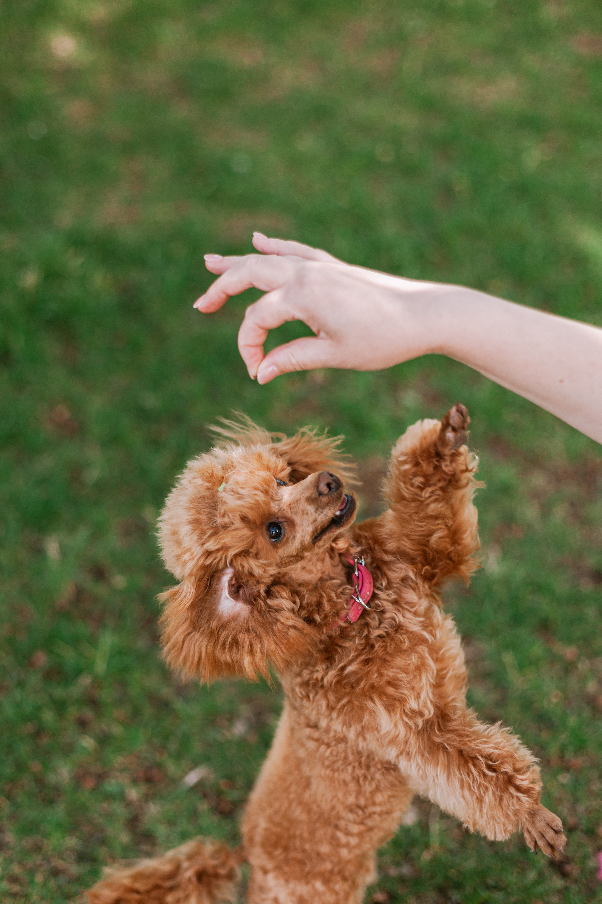 Оля и Ася. Фотограф-анималист Татьяна Степанова
