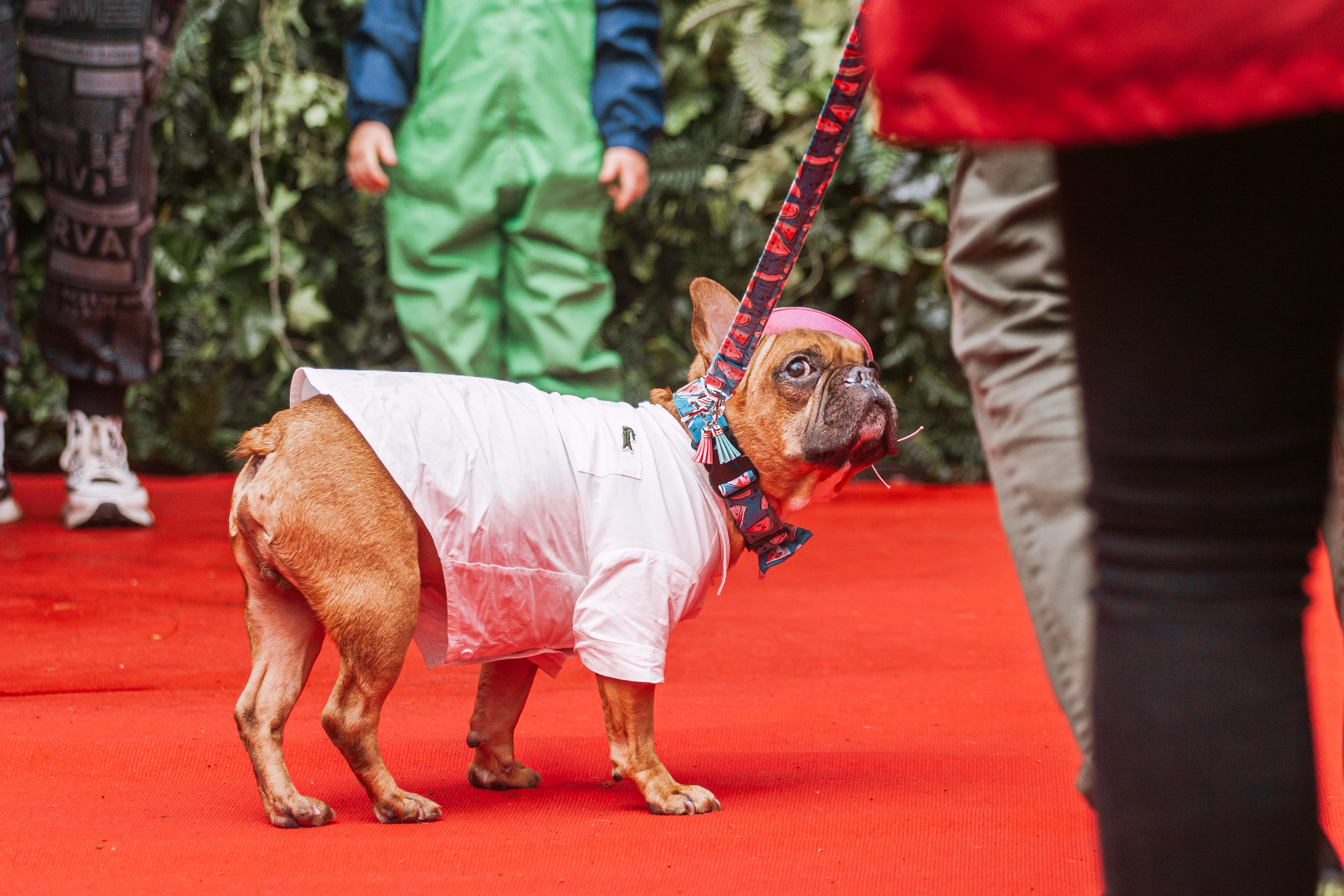 Парад французских бульдогов 15.07.2023. Фотограф-анималист Татьяна Степанова