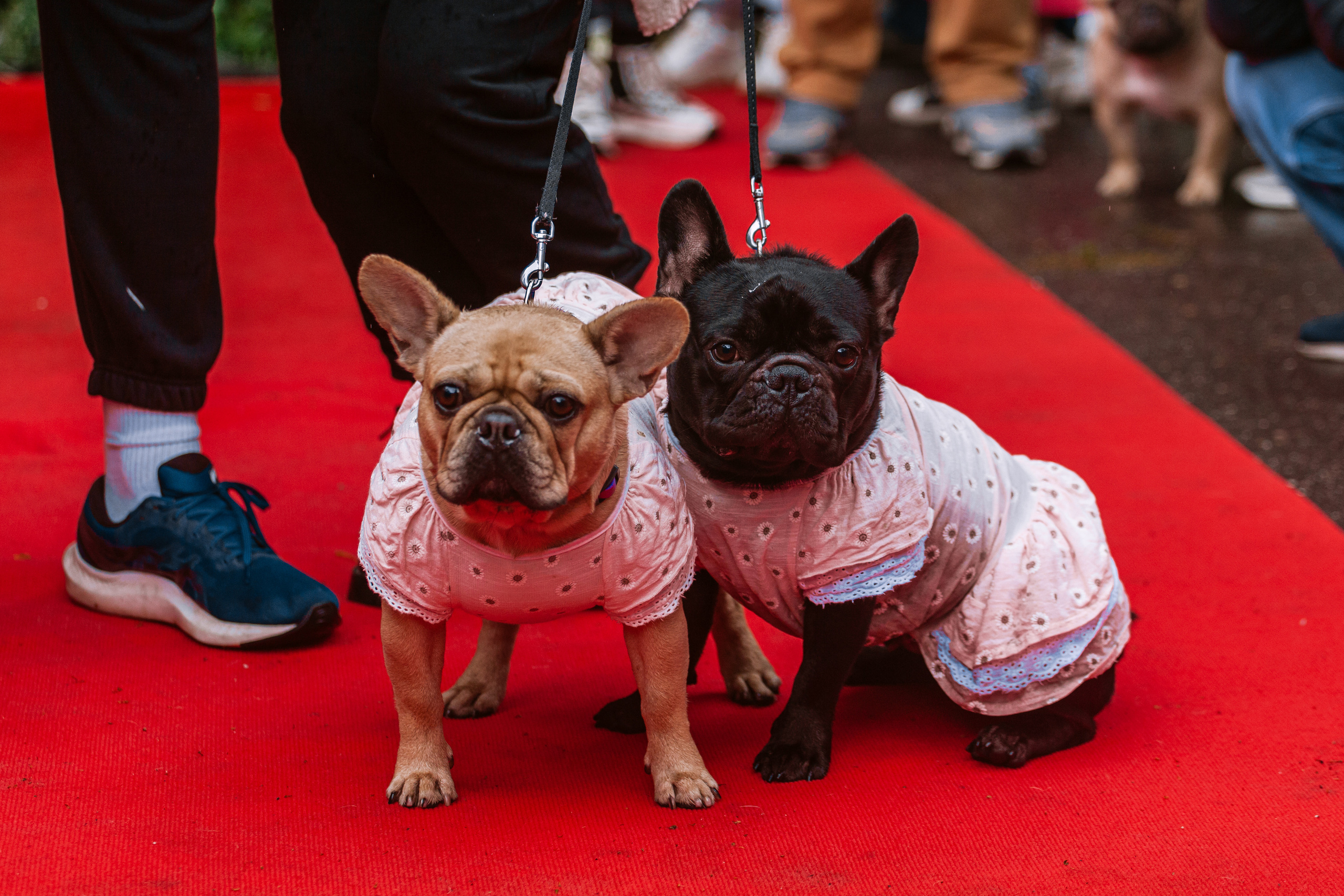Парад французских бульдогов 15.07.2023. Фотограф-анималист Татьяна Степанова