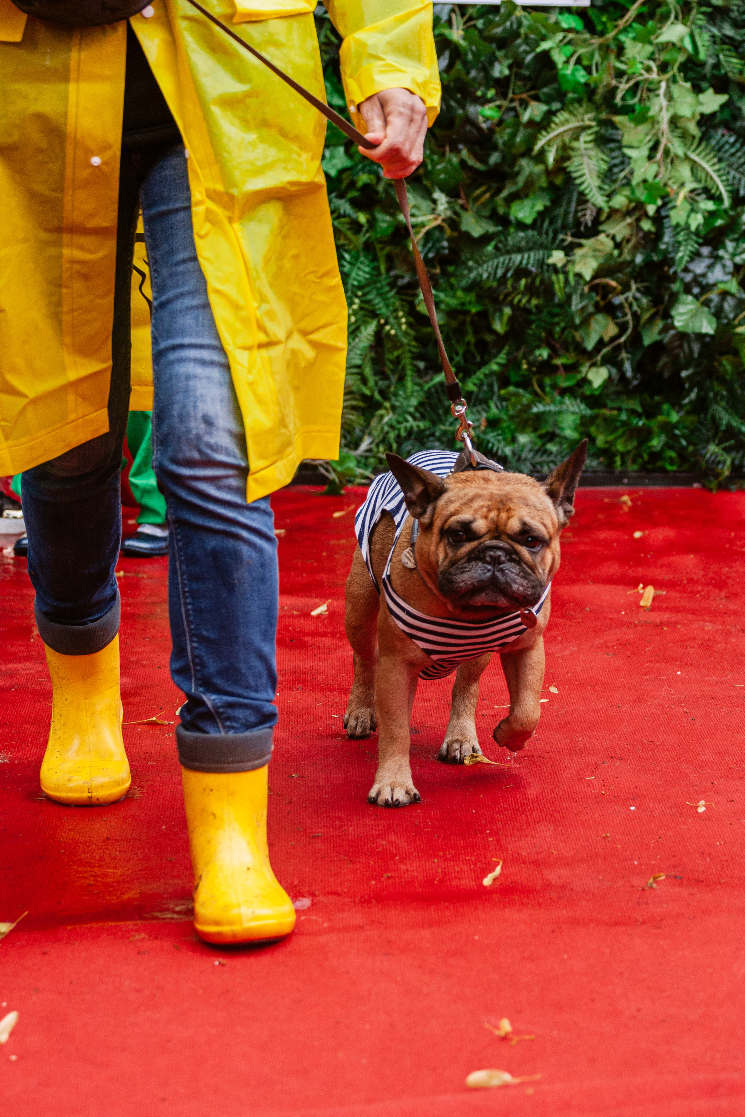 Парад французских бульдогов 15.07.2023. Фотограф-анималист Татьяна Степанова
