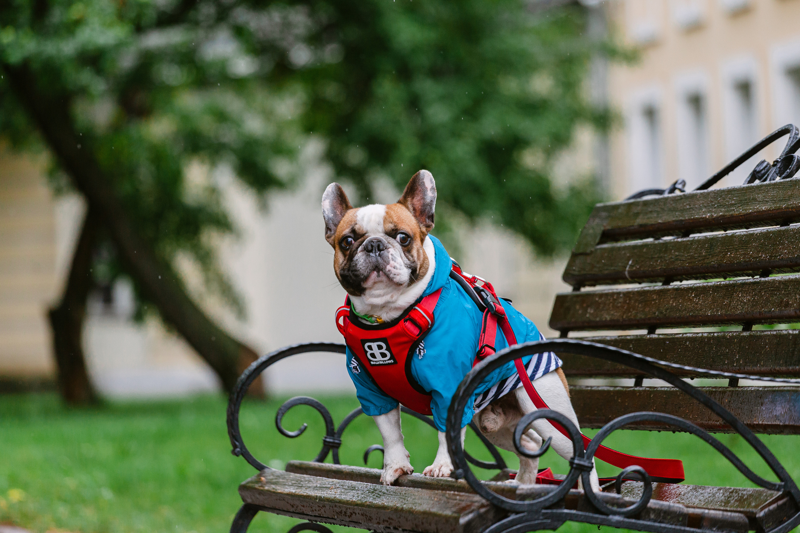 Парад французских бульдогов 15.07.2023. Фотограф-анималист Татьяна Степанова
