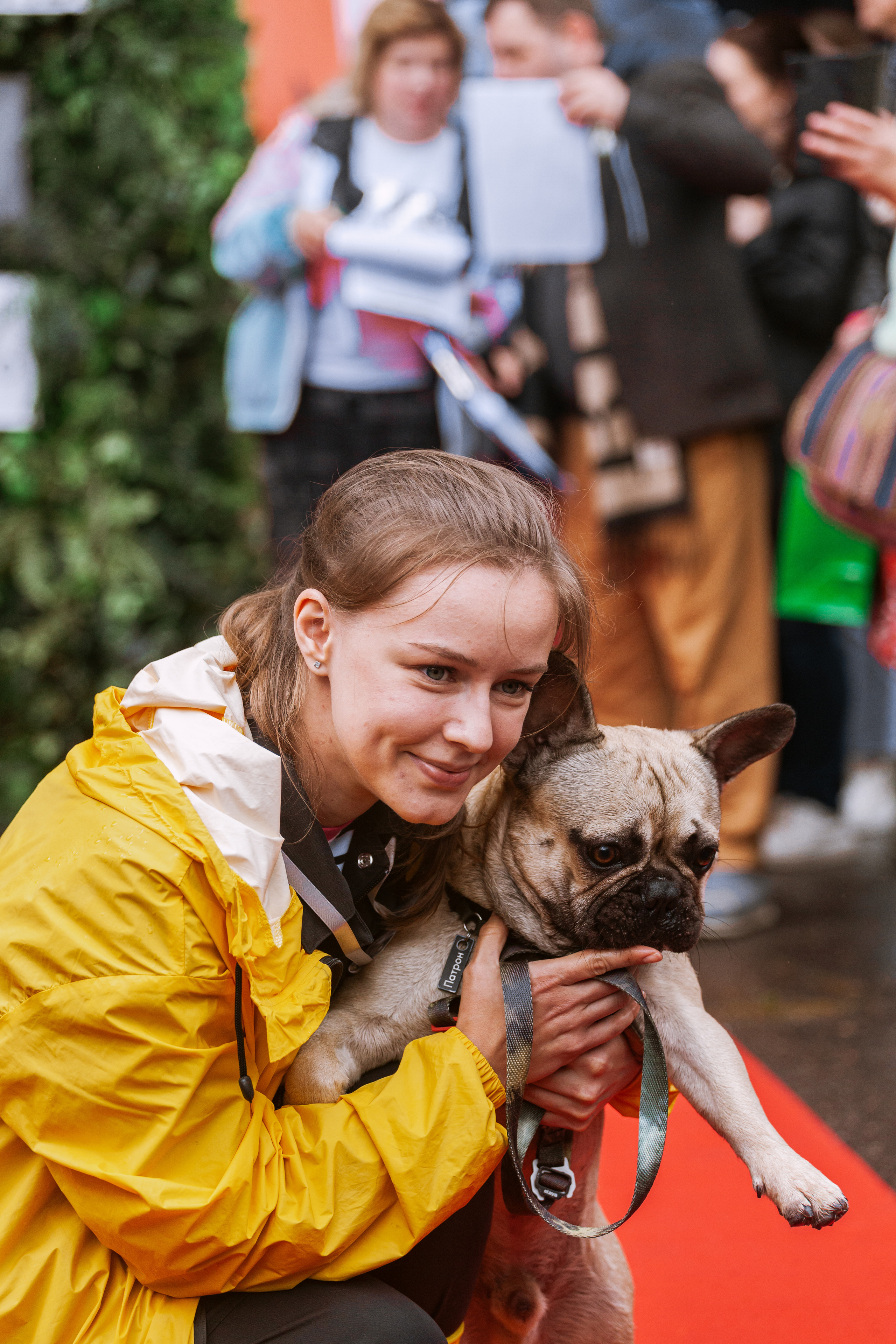Парад французских бульдогов 15.07.2023. Фотограф-анималист Татьяна Степанова