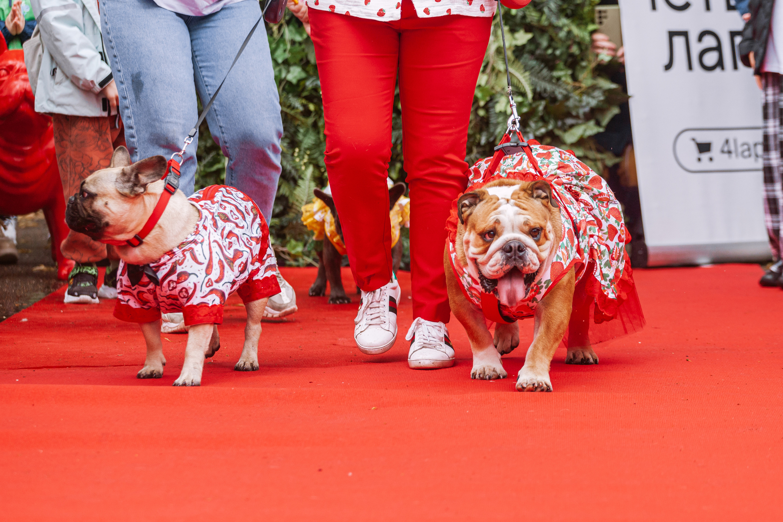 Парад французских бульдогов 15.07.2023. Фотограф-анималист Татьяна Степанова