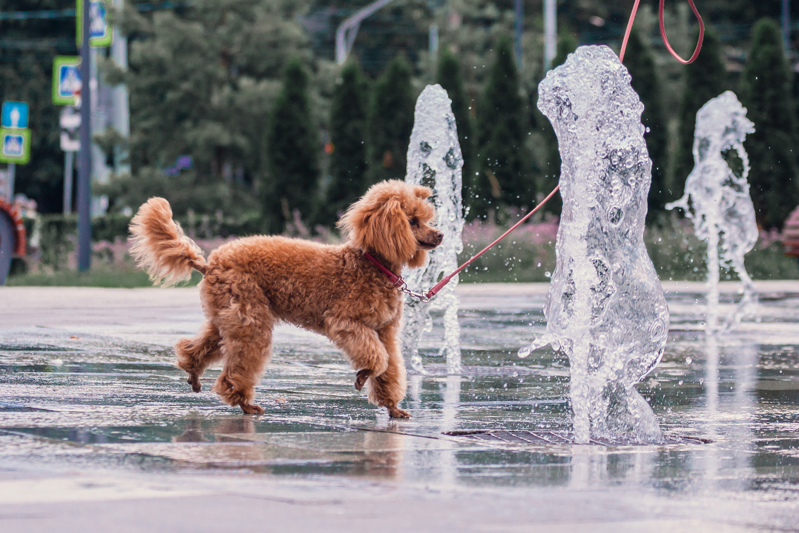 Оля и Ася. Фотограф-анималист Татьяна Степанова