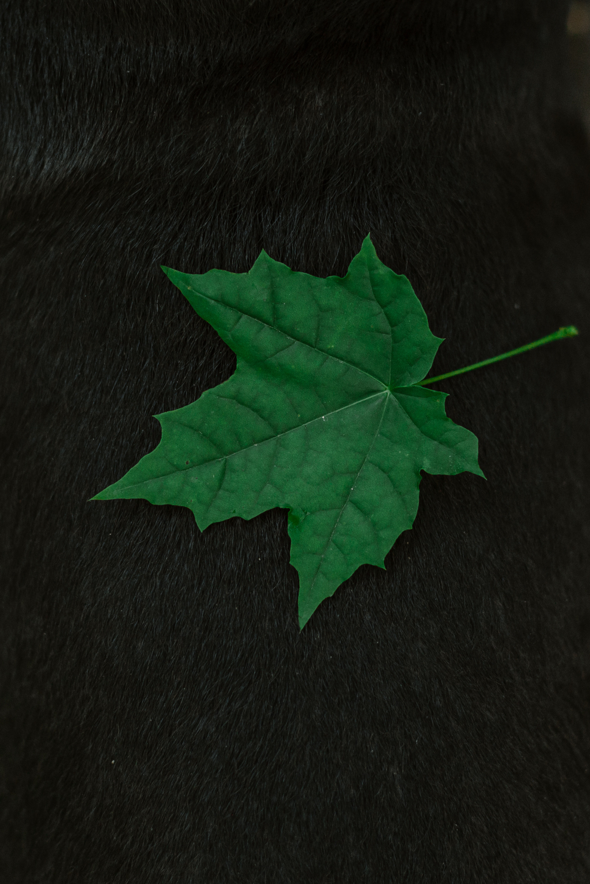 Фотопрогулка у МГУ. Фотограф-анималист Татьяна Степанова