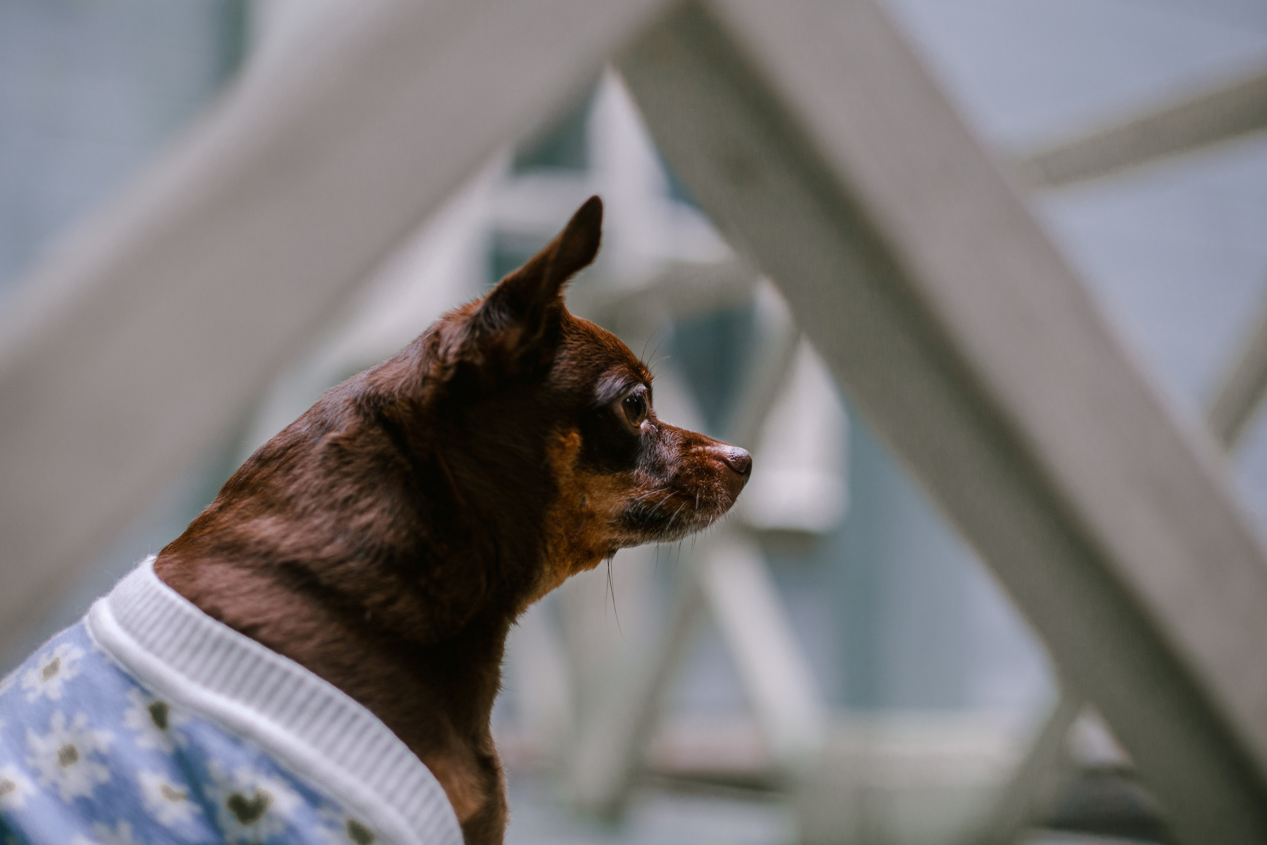 Юля и Леонид. Фотограф-анималист Татьяна Степанова
