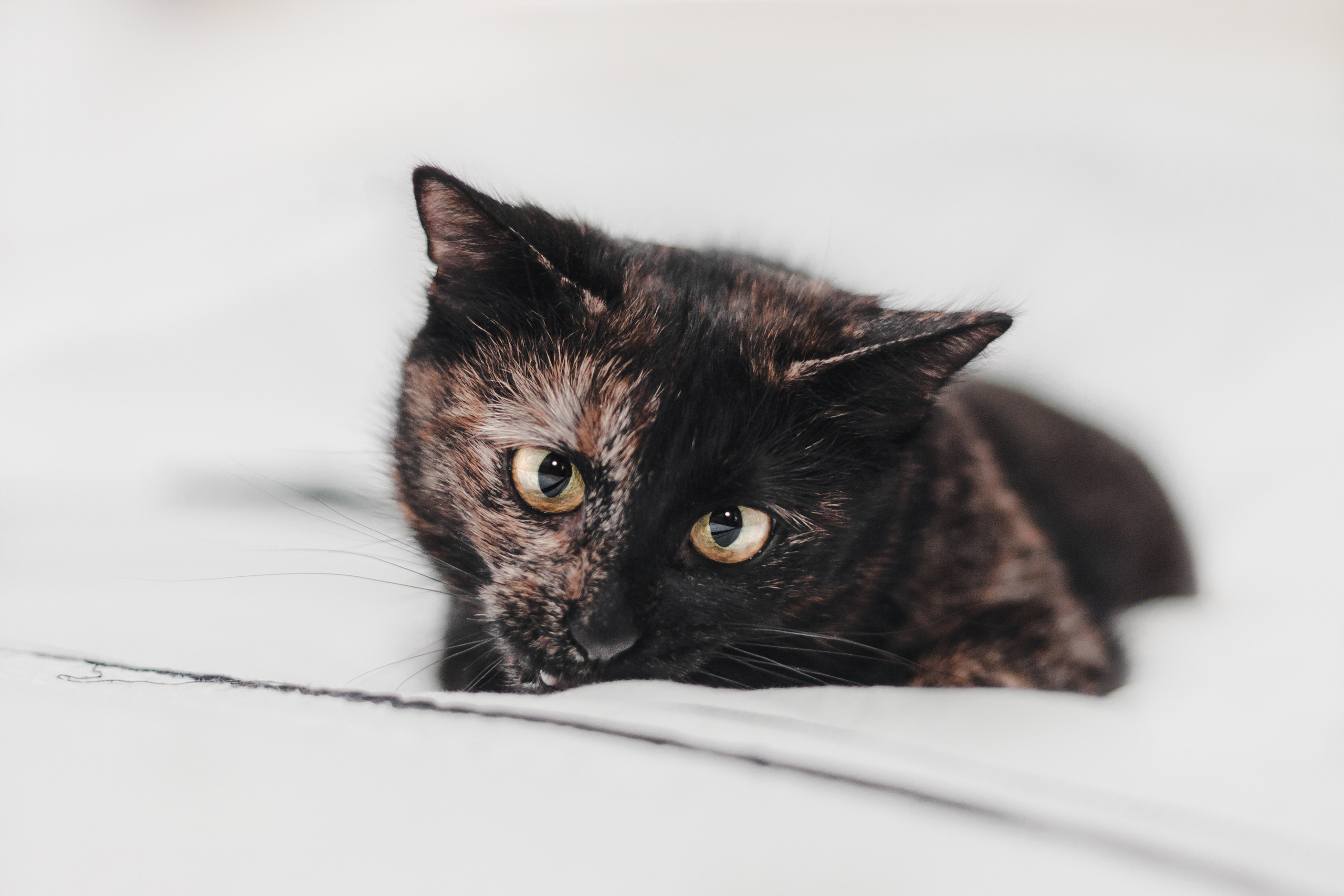 Кошка Черепашка 2023. Фотограф-анималист Татьяна Степанова