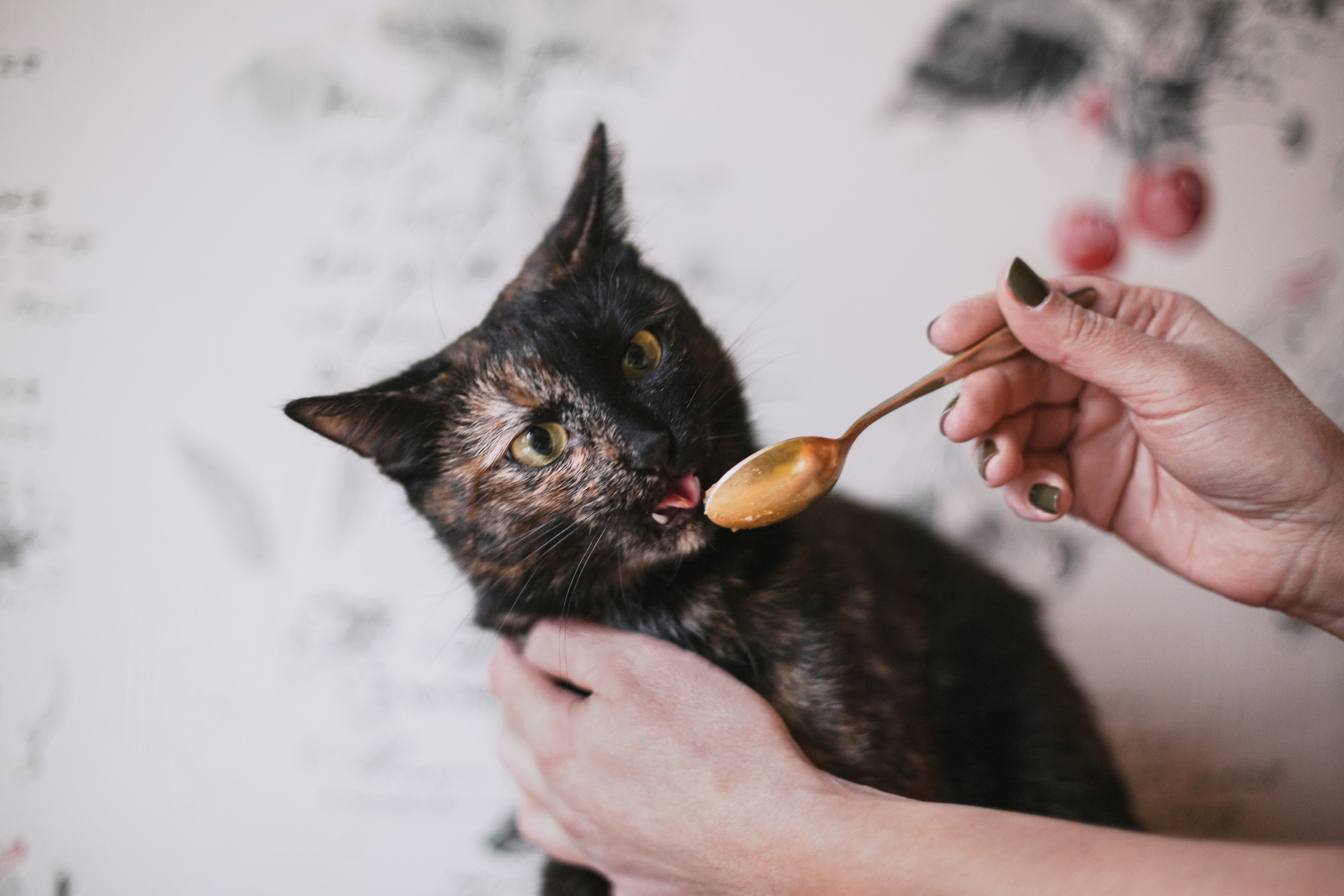 Кошка Черепашка 2023. Фотограф-анималист Татьяна Степанова