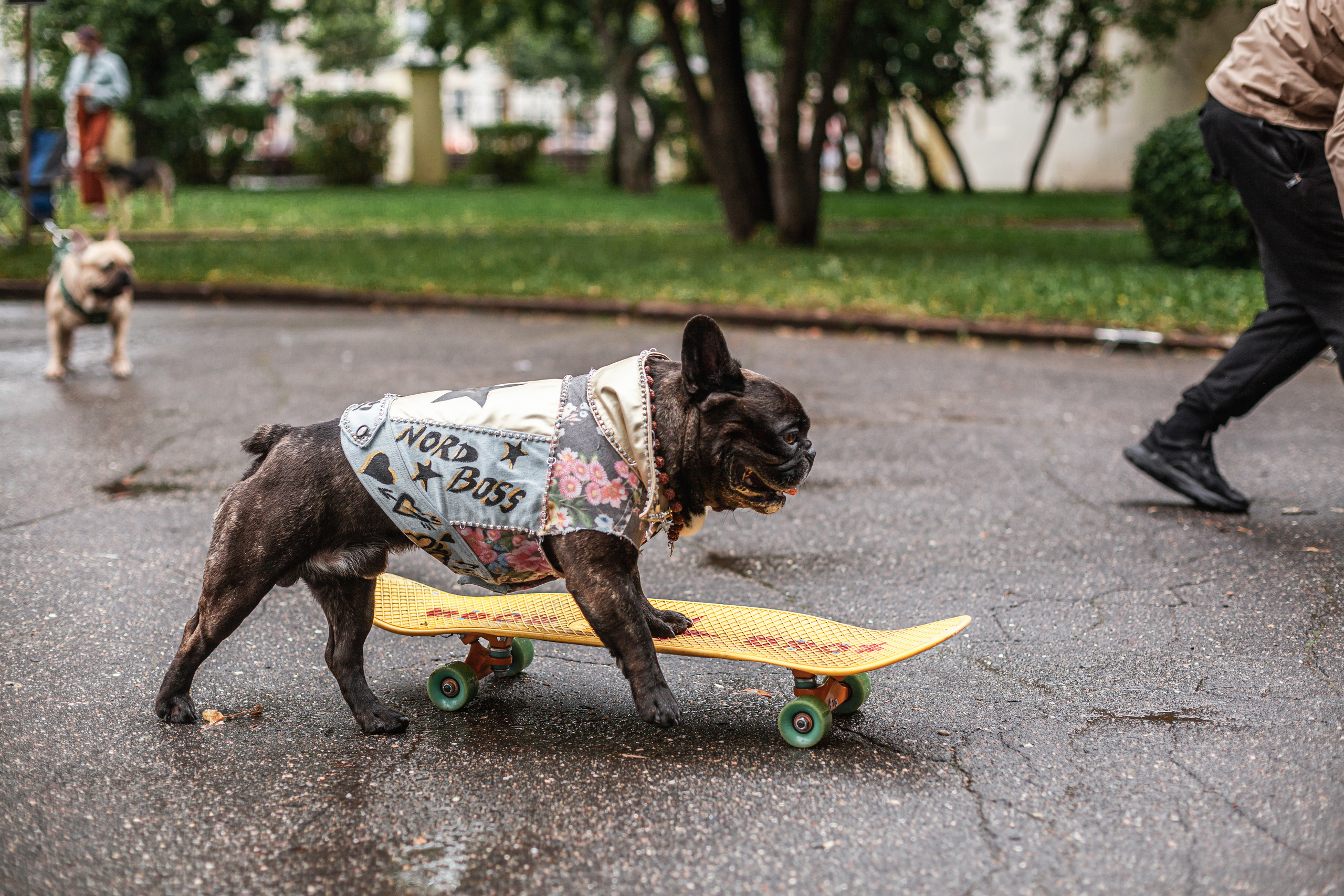 Парад французских бульдогов 15.07.2023. Фотограф-анималист Татьяна Степанова