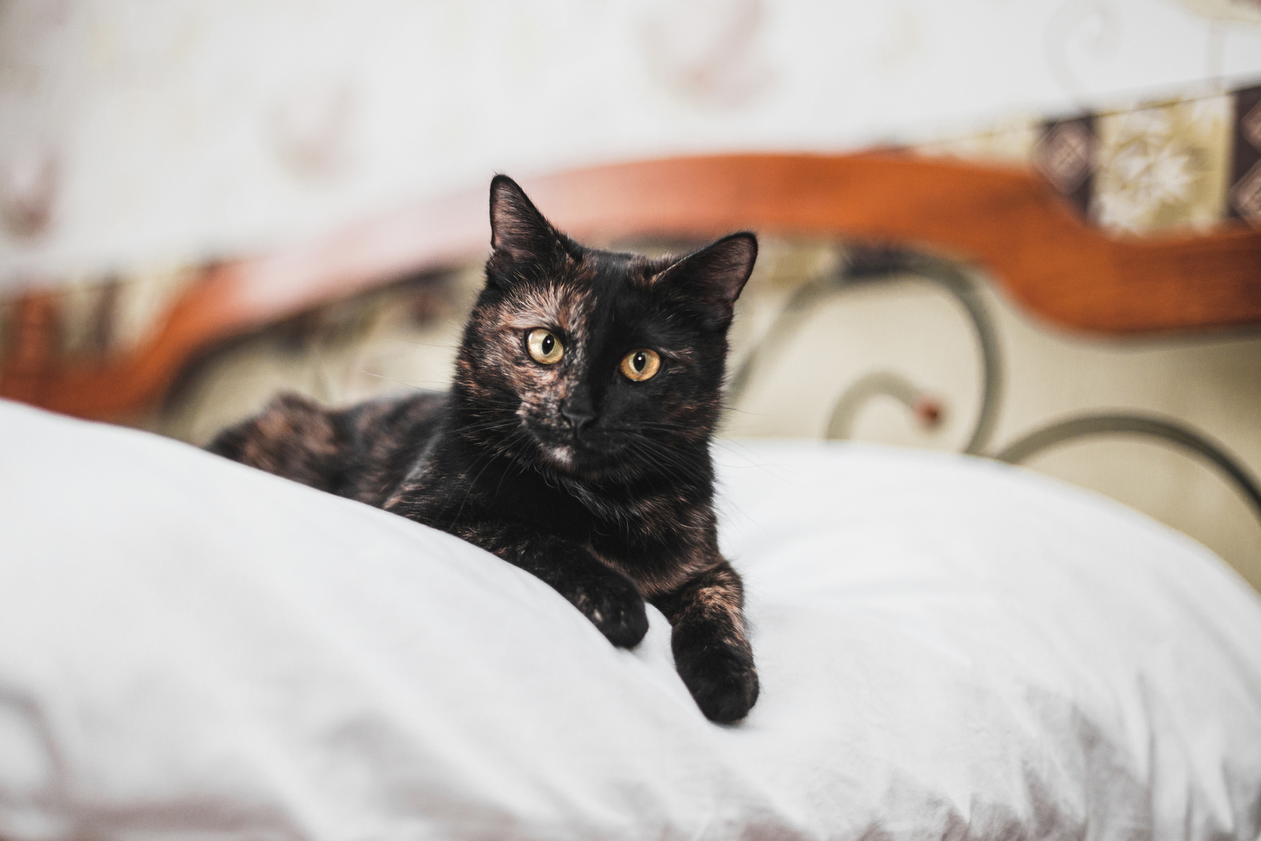 Кошка Черепашка 2023. Фотограф-анималист Татьяна Степанова