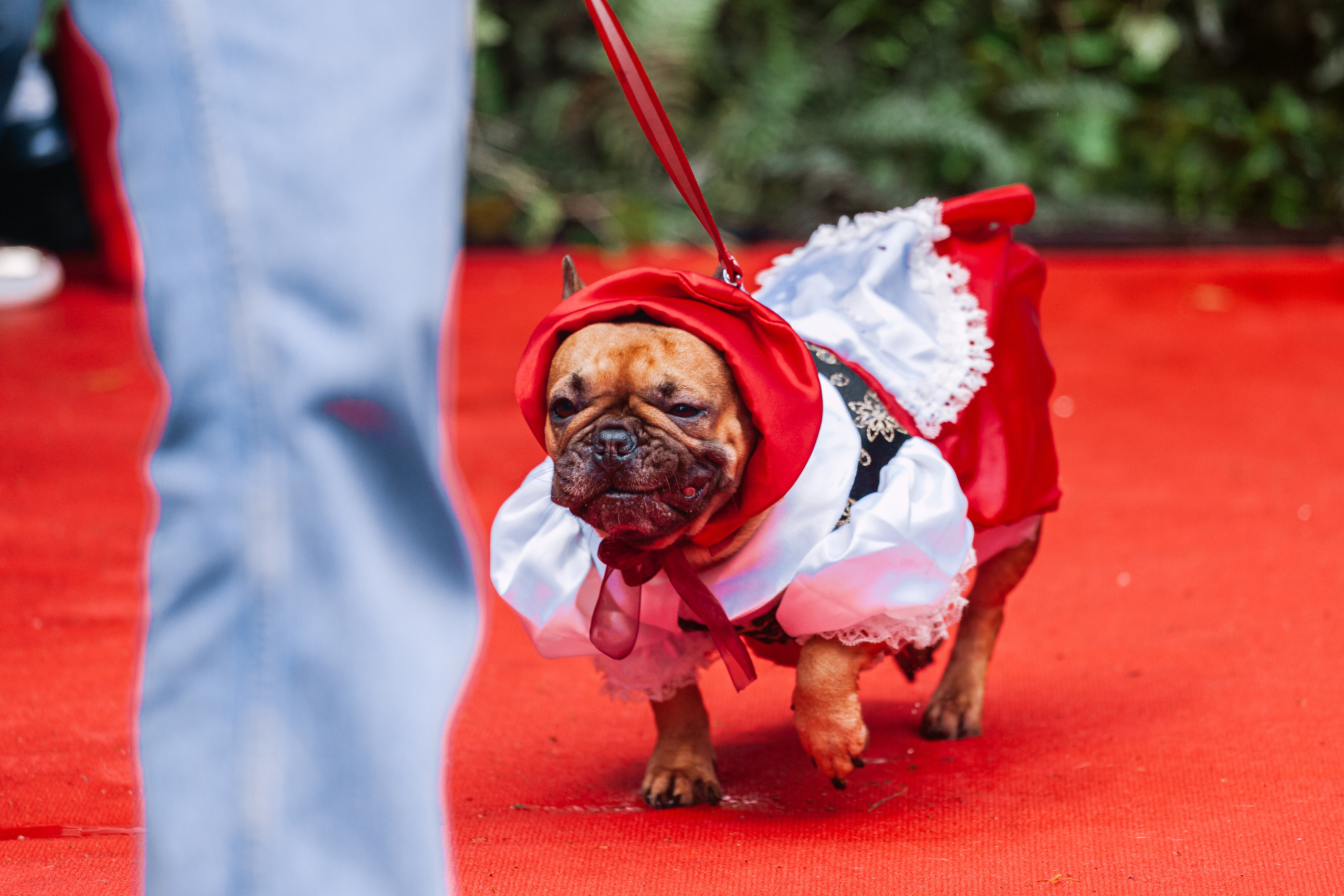 Парад французских бульдогов 15.07.2023. Фотограф-анималист Татьяна Степанова