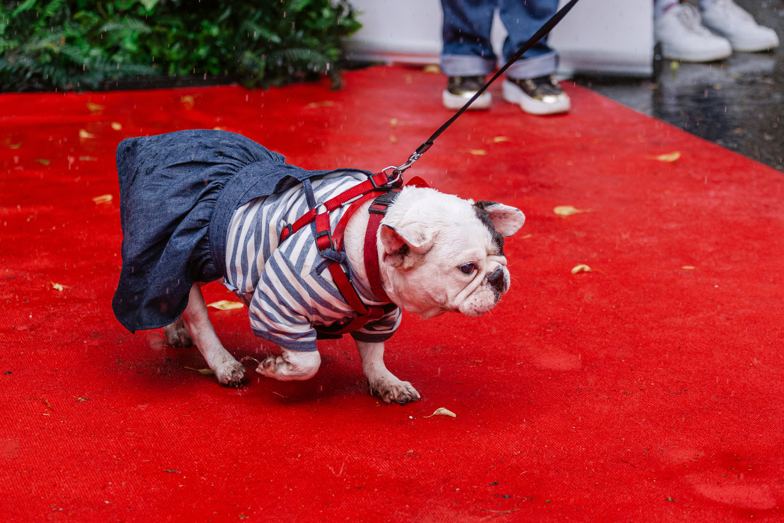 Парад французских бульдогов 15.07.2023. Фотограф-анималист Татьяна Степанова