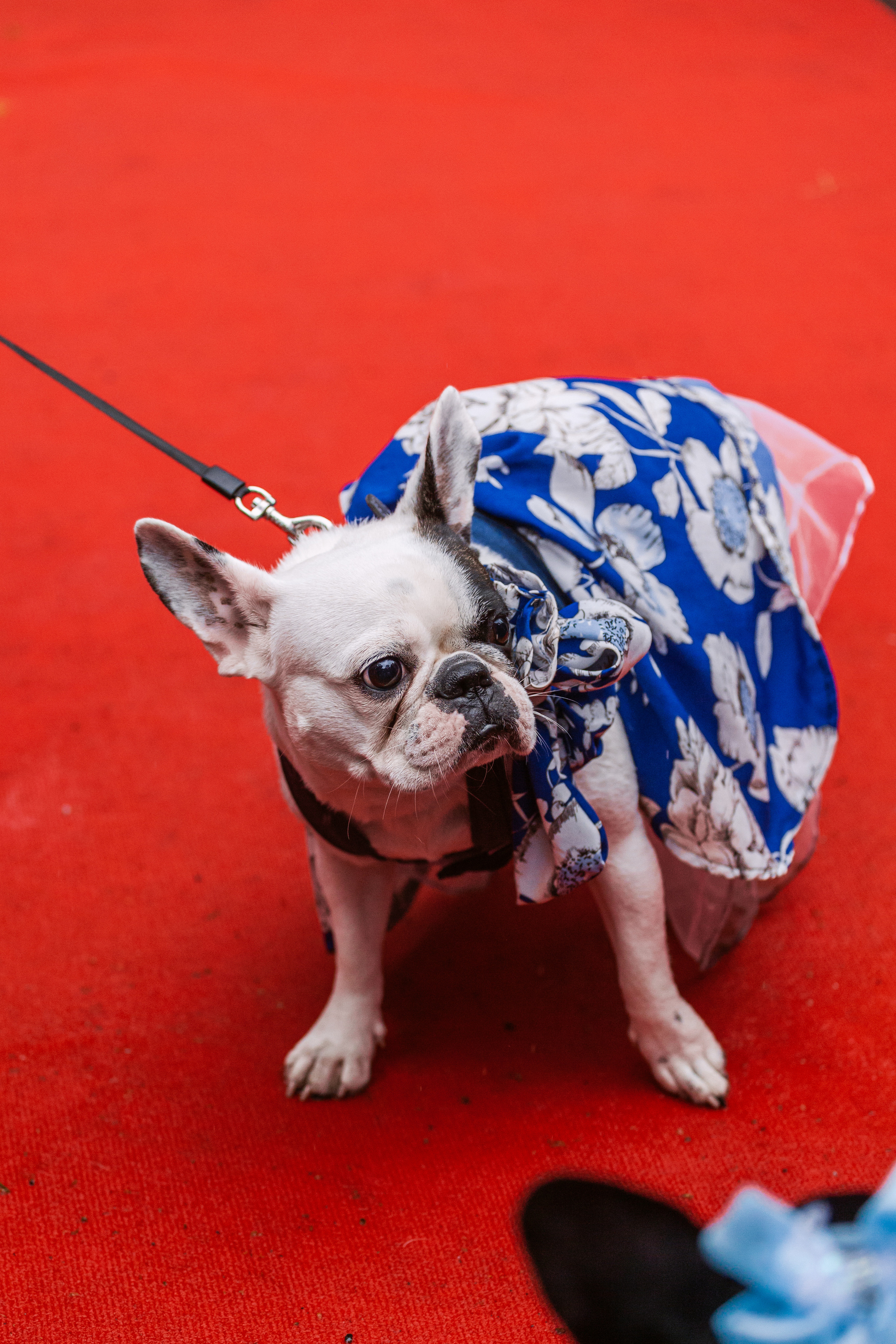 Парад французских бульдогов 15.07.2023. Фотограф-анималист Татьяна Степанова