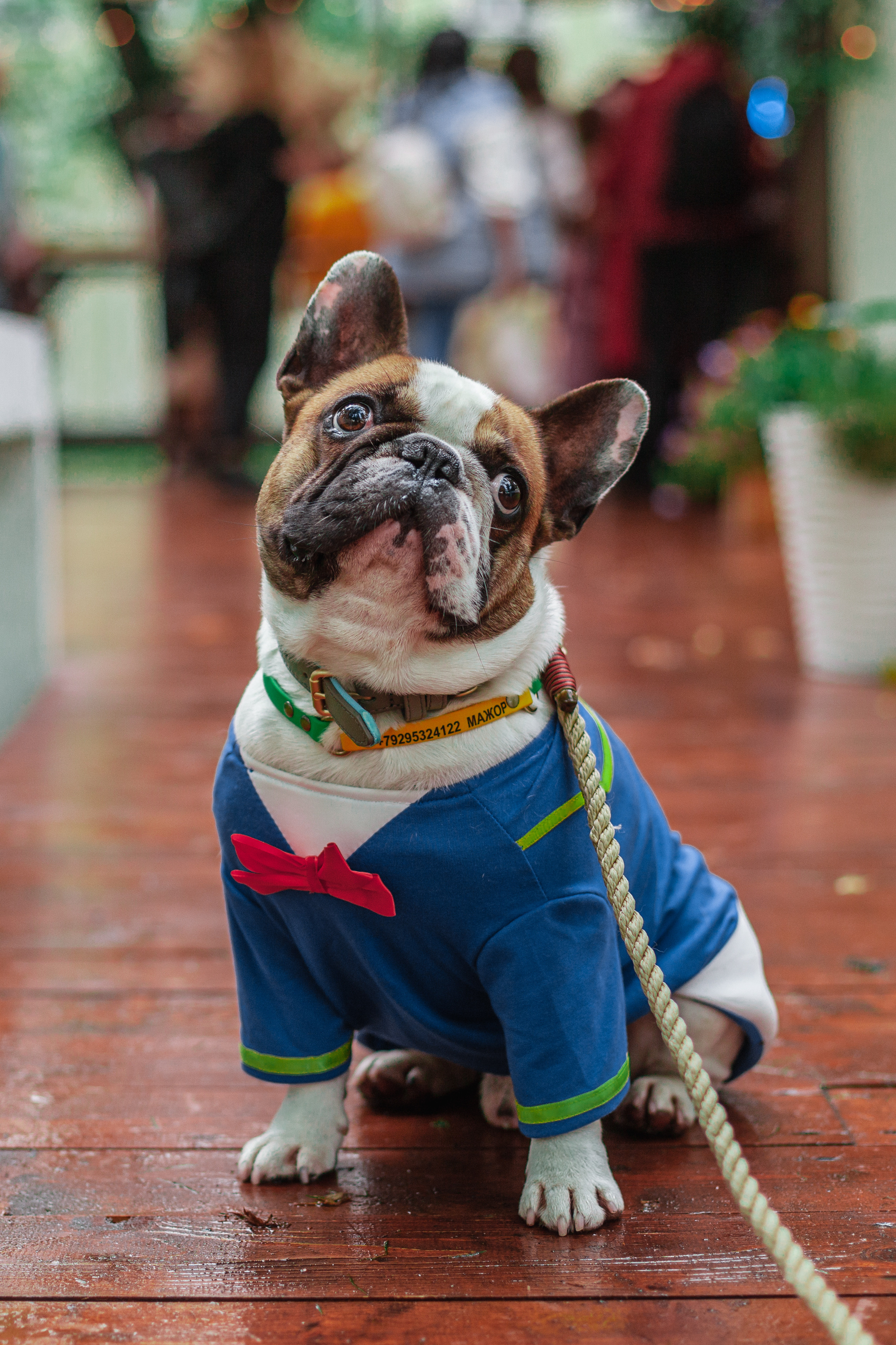 Парад французских бульдогов 15.07.2023. Фотограф-анималист Татьяна Степанова