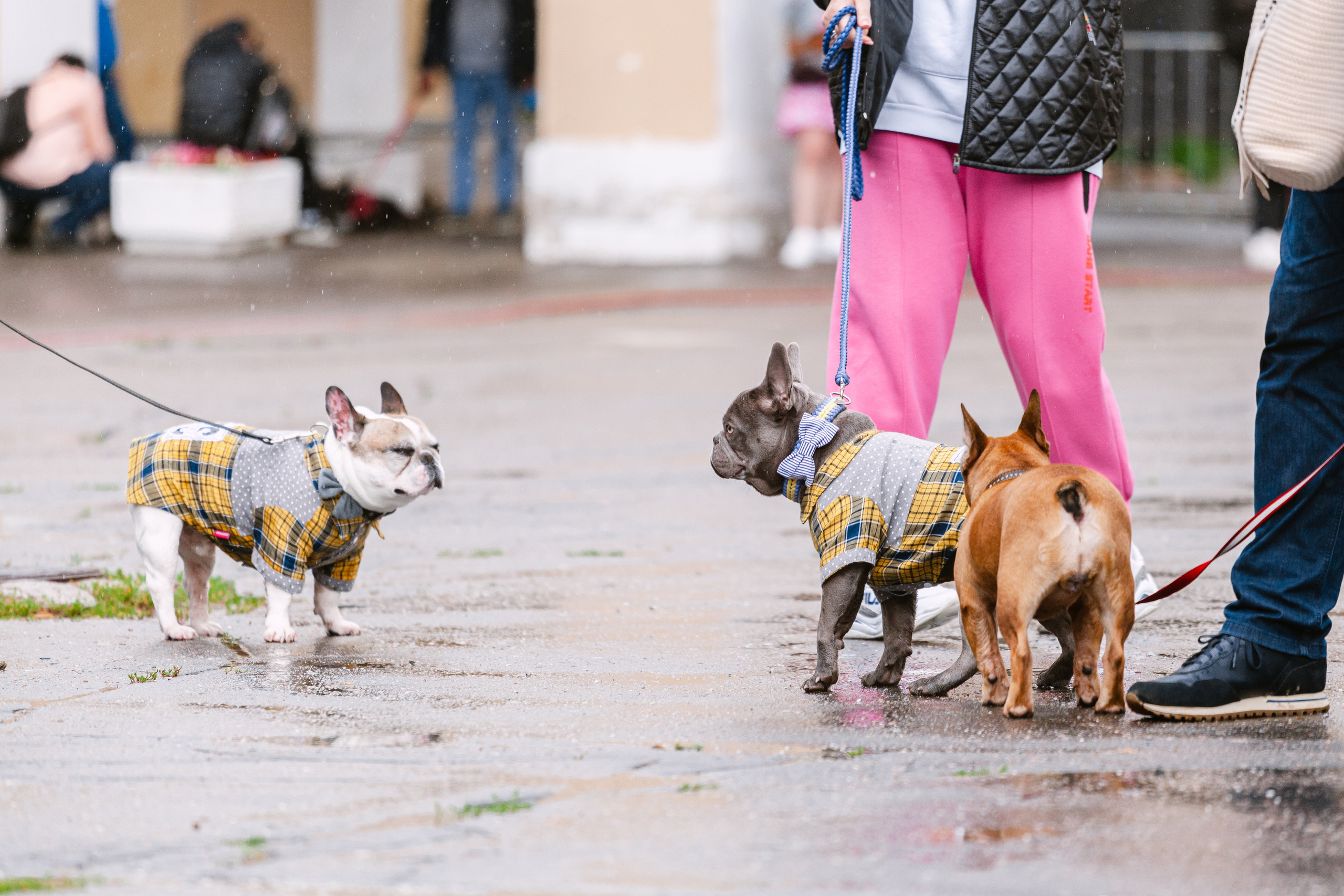 Парад французских бульдогов 15.07.2023. Фотограф-анималист Татьяна Степанова