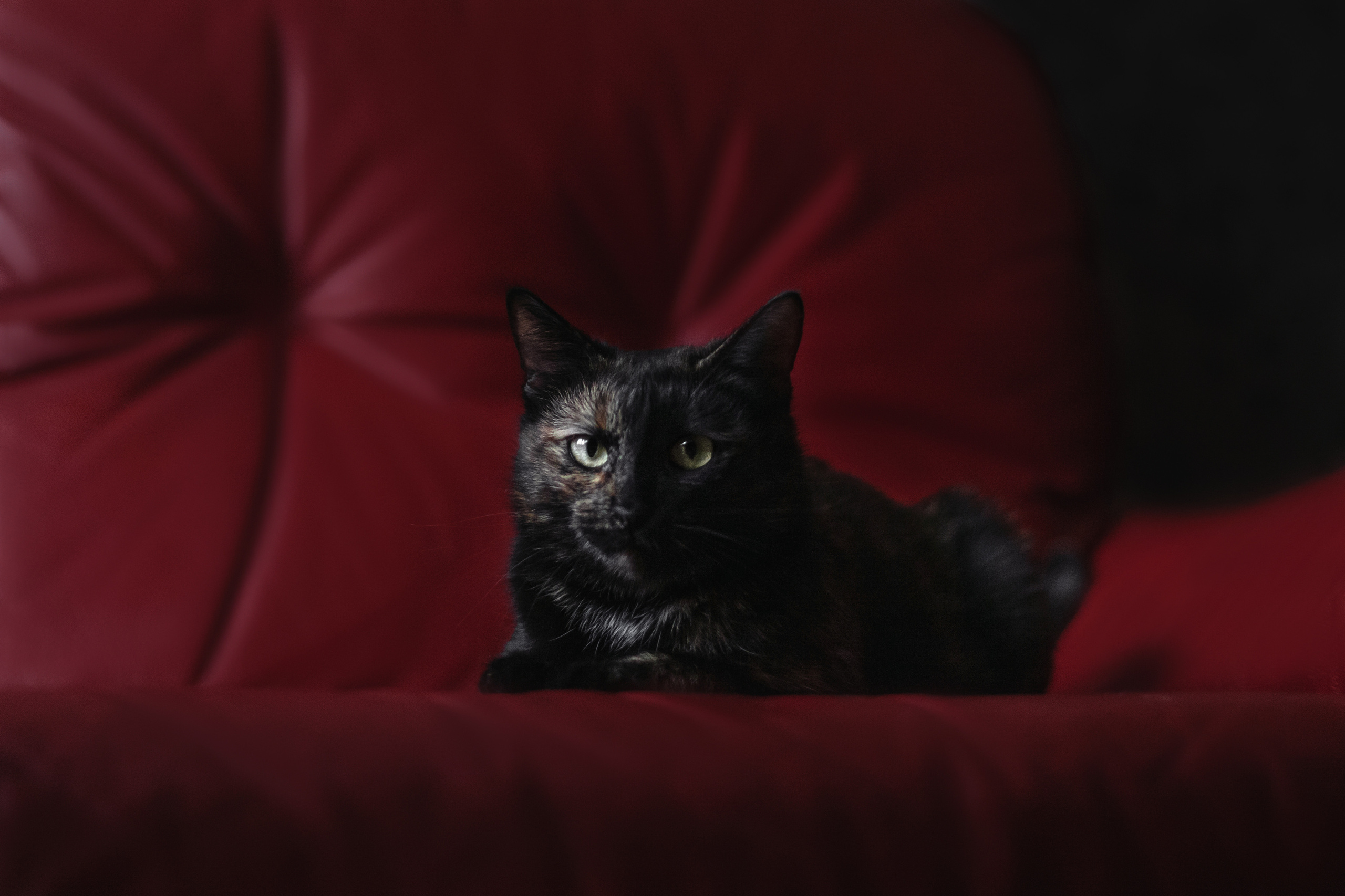 Кошка Черепашка 2023. Фотограф-анималист Татьяна Степанова