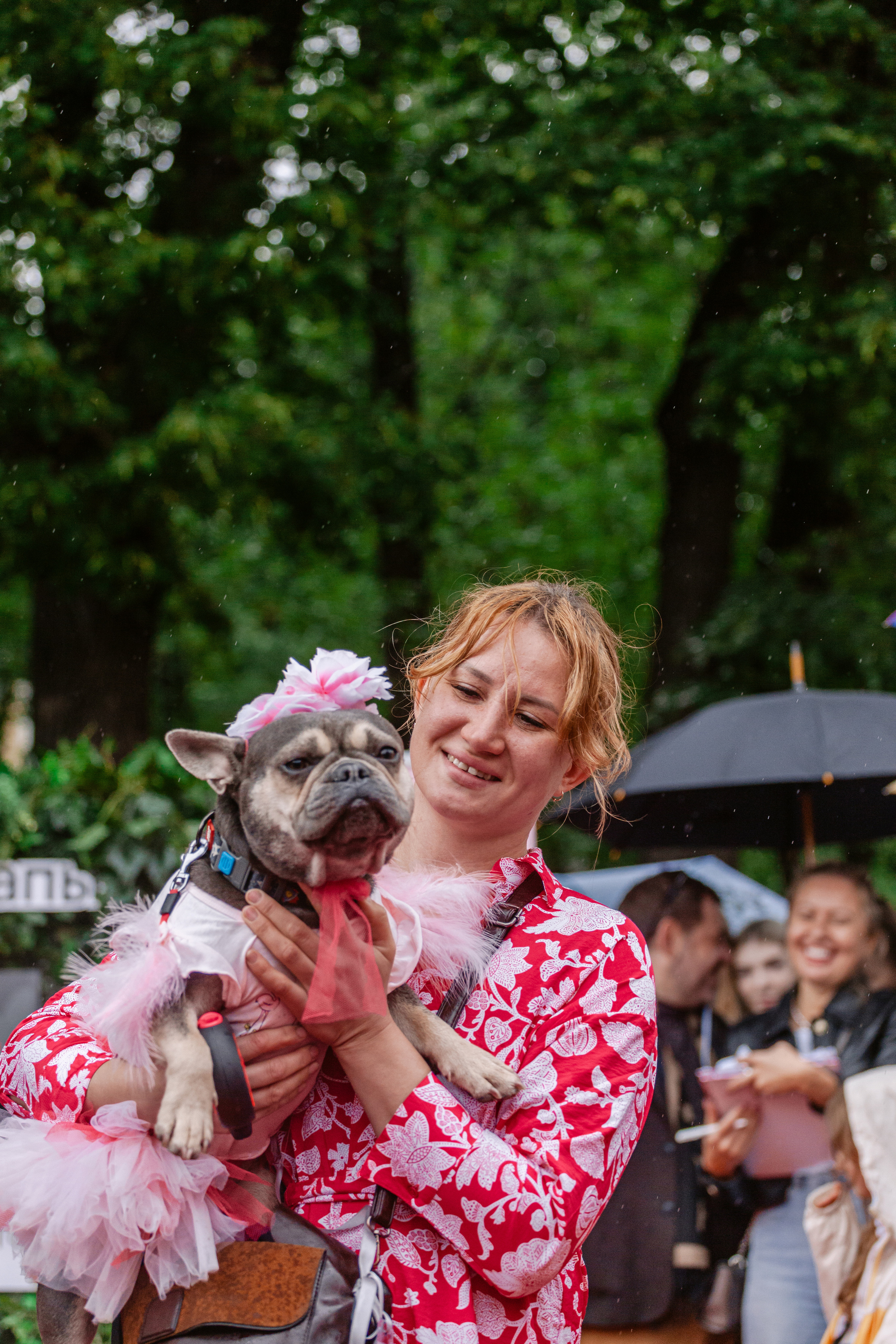 Парад французских бульдогов 15.07.2023. Фотограф-анималист Татьяна Степанова