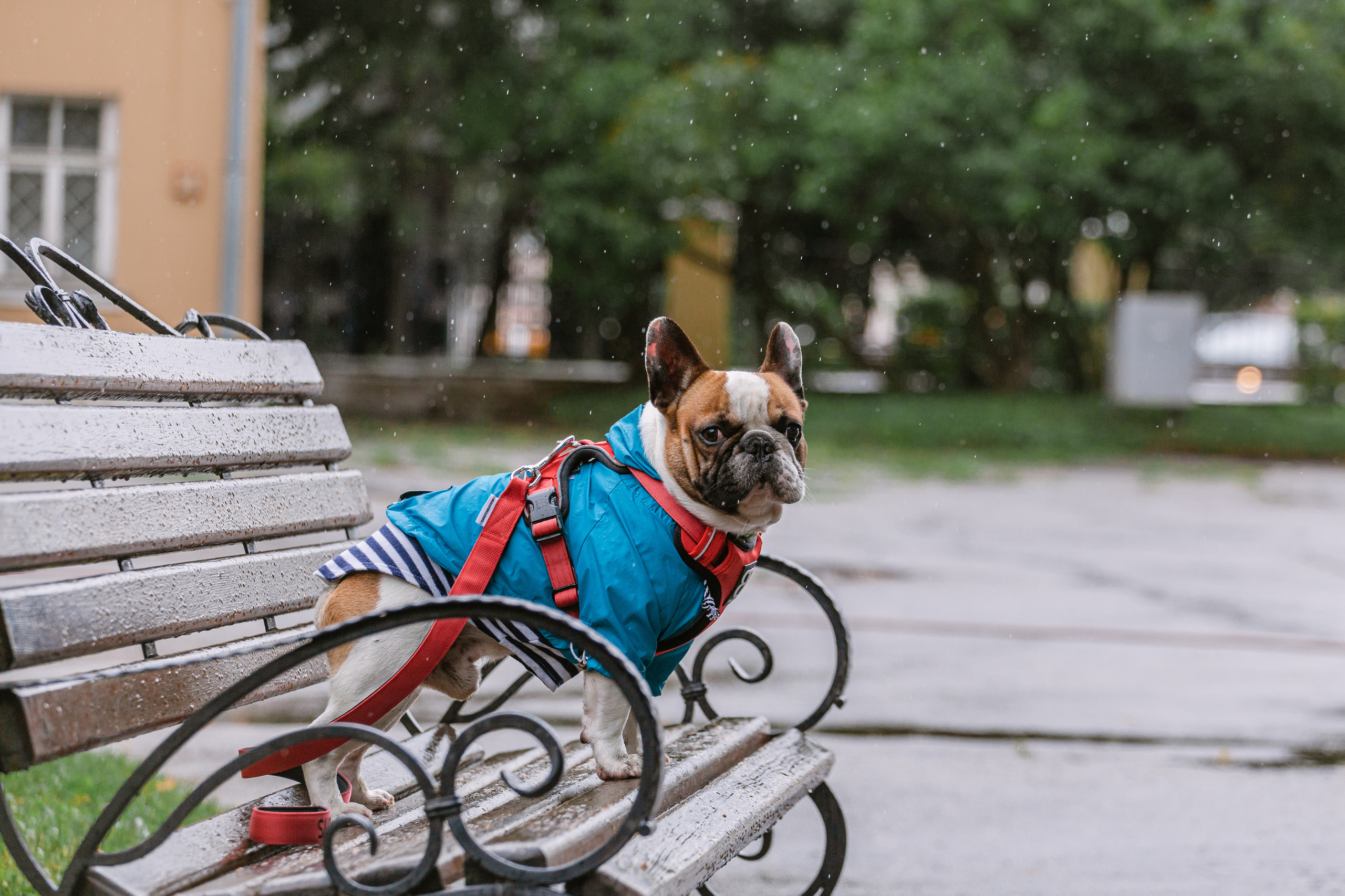 Парад французских бульдогов 15.07.2023. Фотограф-анималист Татьяна Степанова