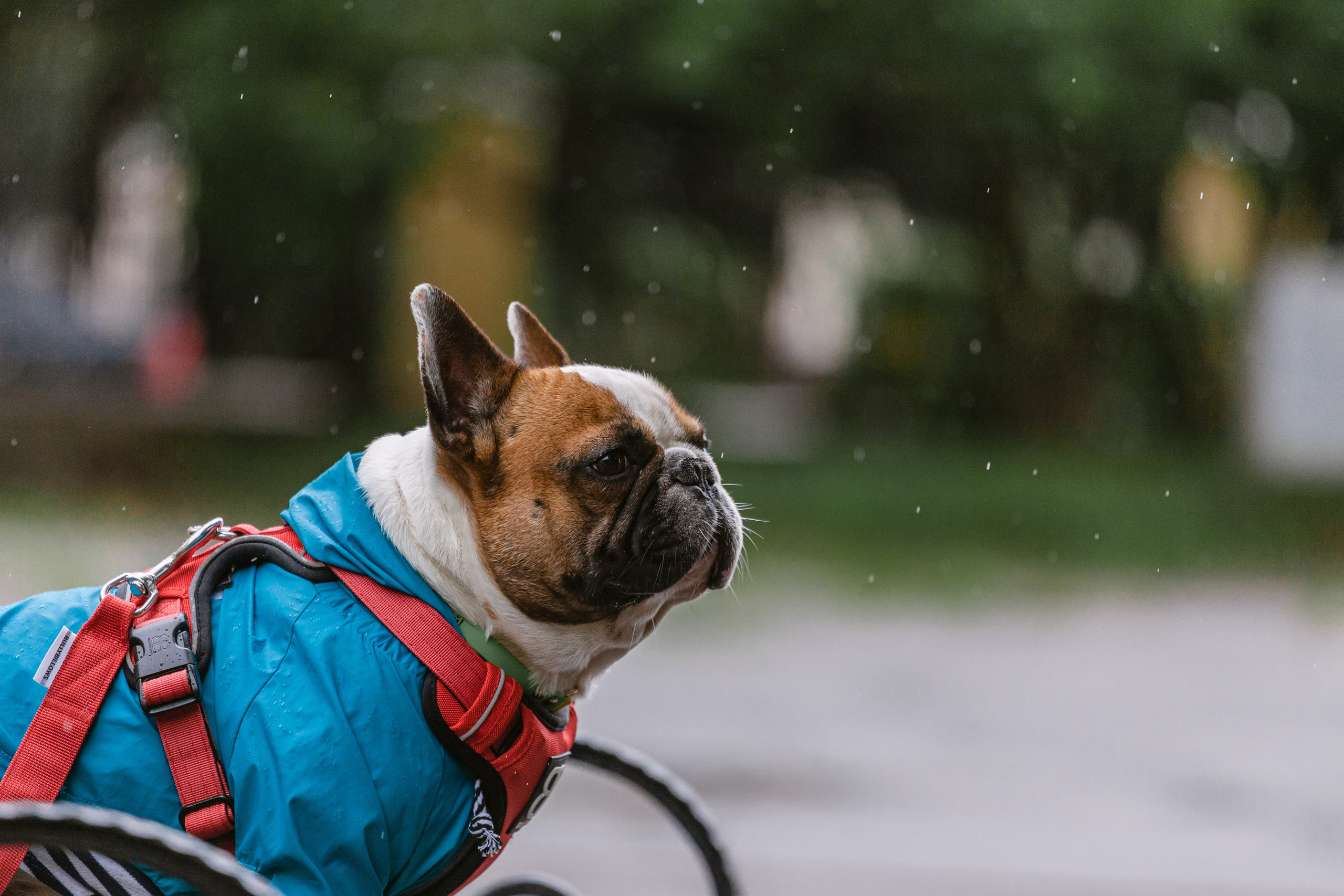 Парад французских бульдогов 15.07.2023. Фотограф-анималист Татьяна Степанова