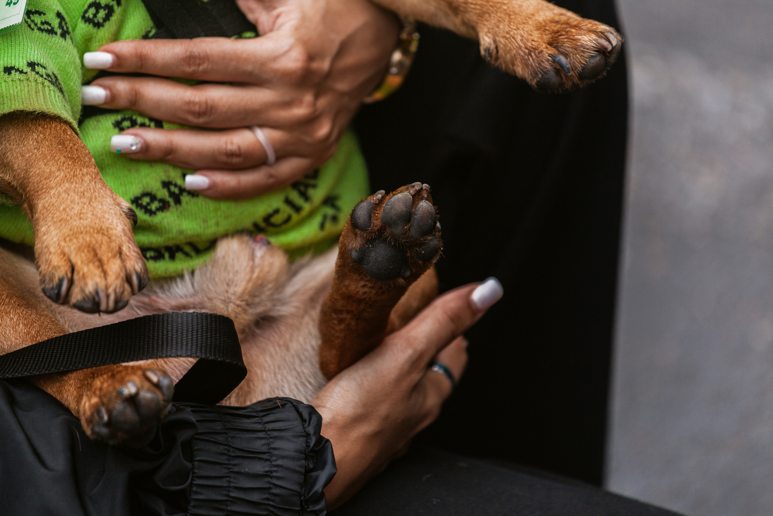 Парад французских бульдогов 15.07.2023. Фотограф-анималист Татьяна Степанова