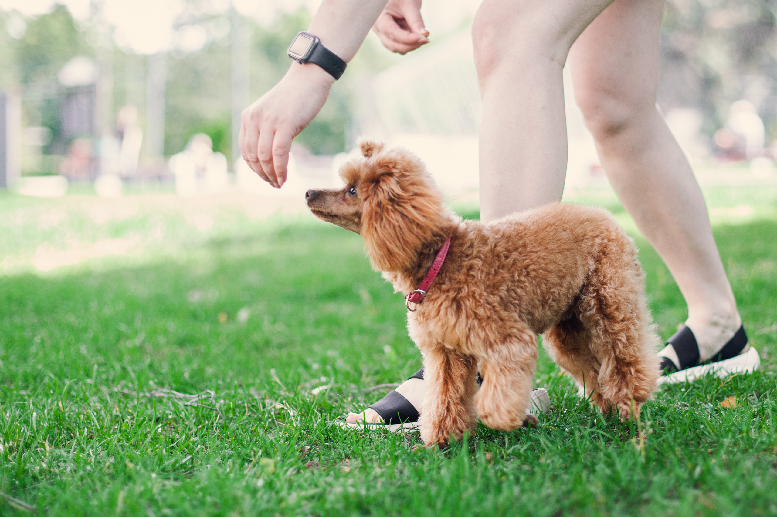 Оля и Ася. Фотограф-анималист Татьяна Степанова