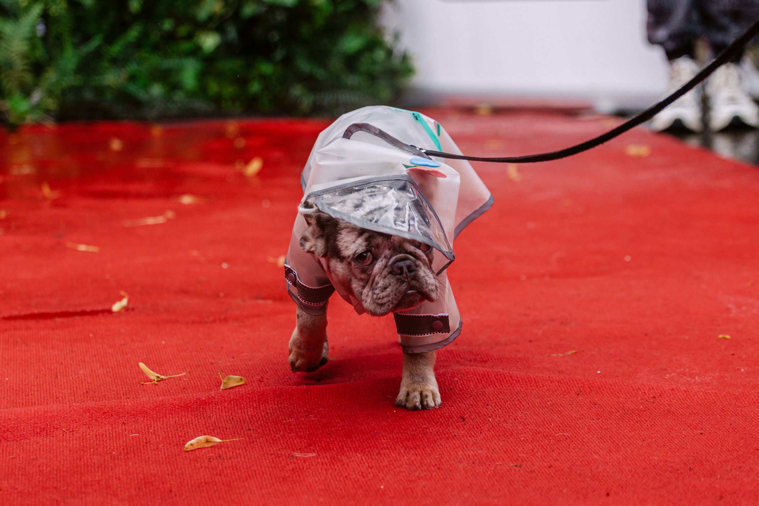Парад французских бульдогов 15.07.2023. Фотограф-анималист Татьяна Степанова