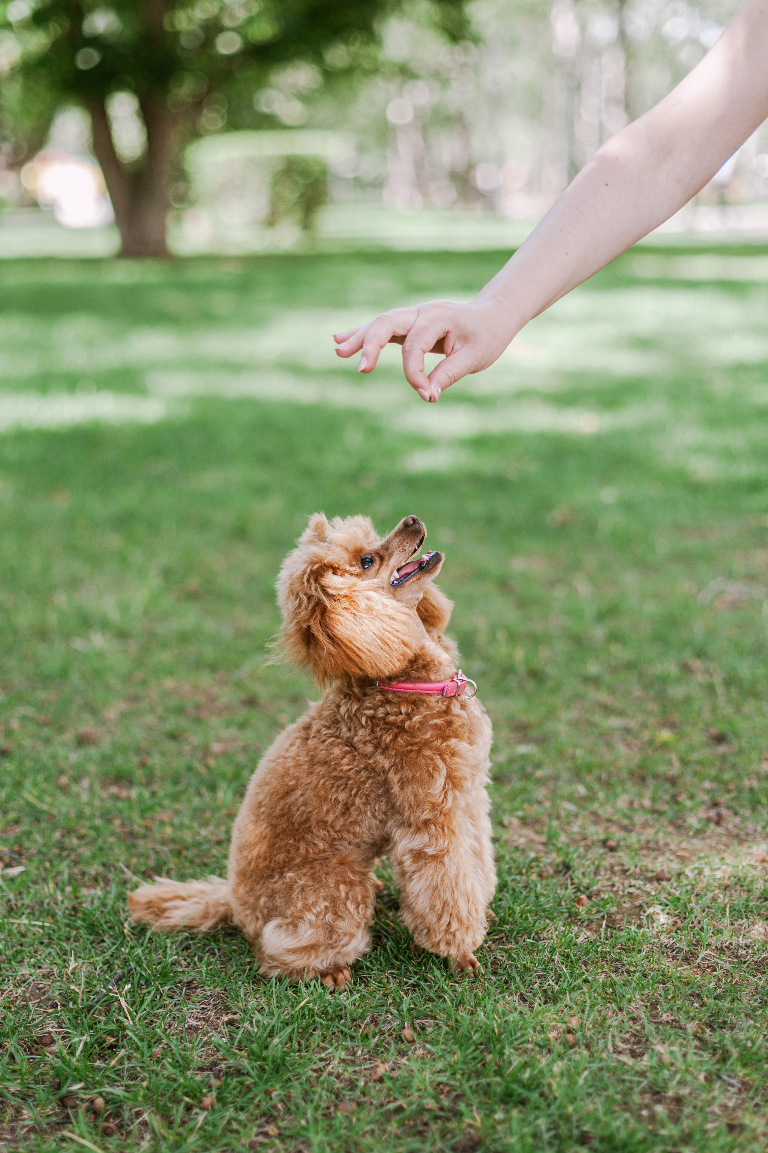 Оля и Ася. Фотограф-анималист Татьяна Степанова