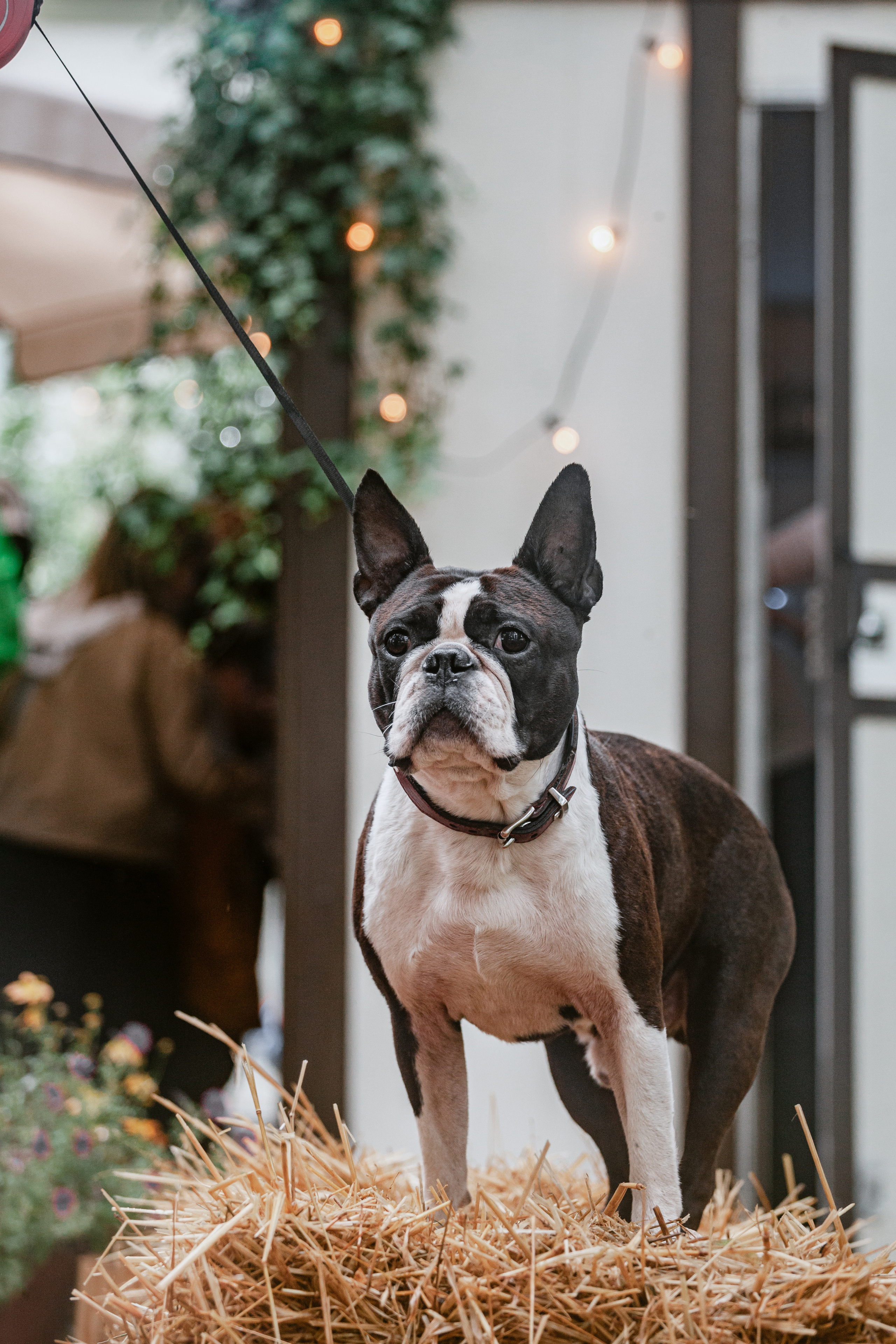 Парад французских бульдогов 15.07.2023. Фотограф-анималист Татьяна Степанова