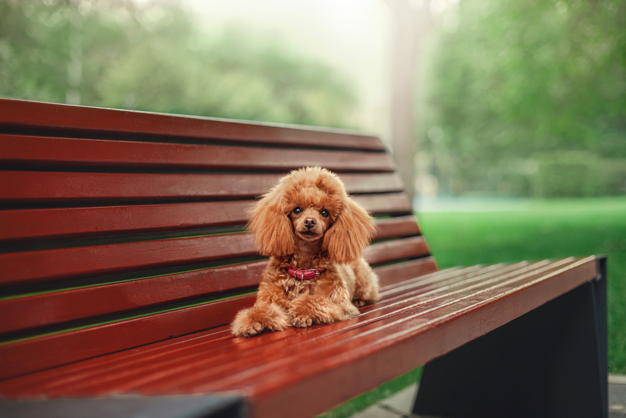 Оля и Ася. Фотограф-анималист Татьяна Степанова