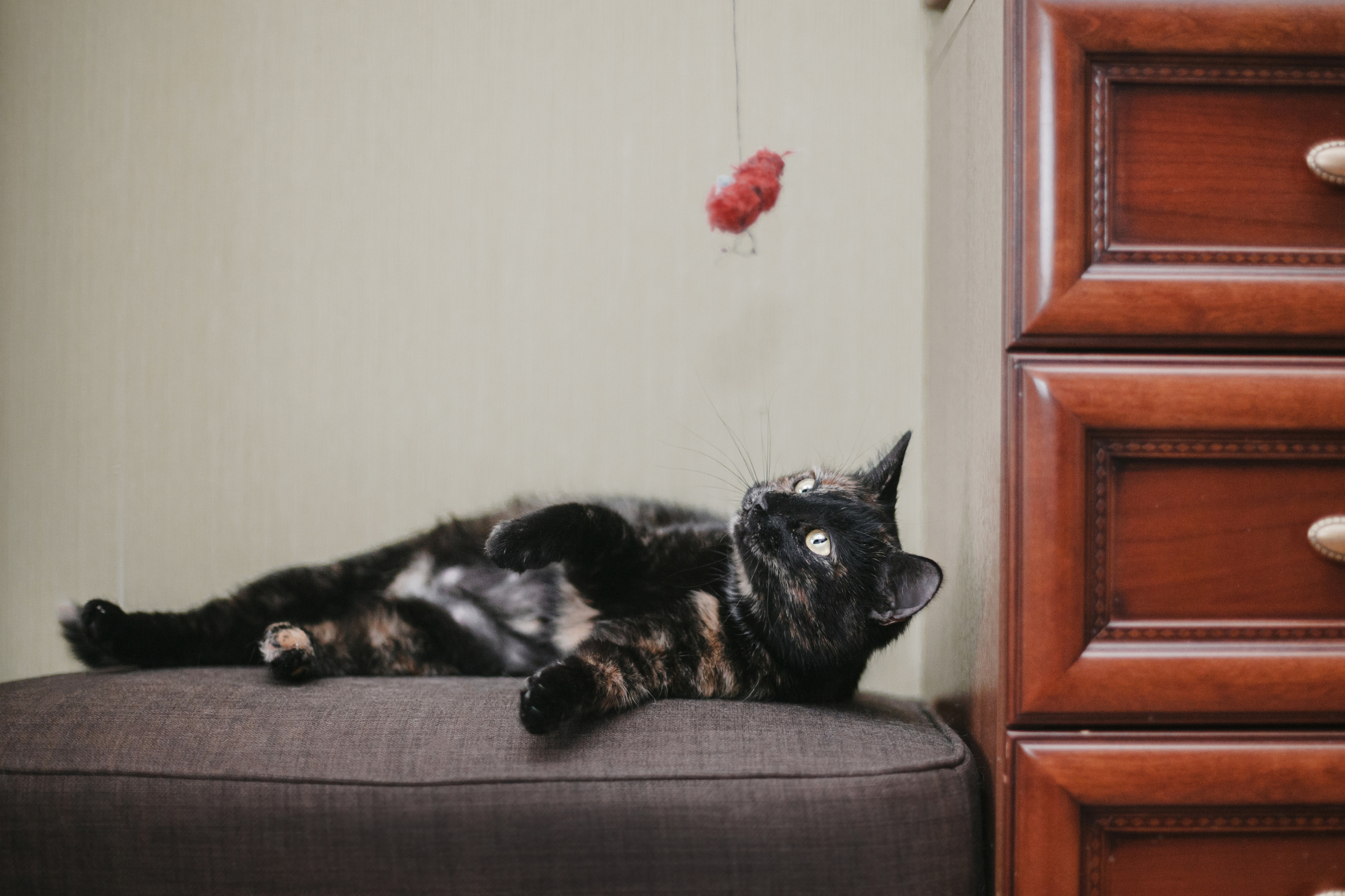 Кошка Черепашка 2023. Фотограф-анималист Татьяна Степанова