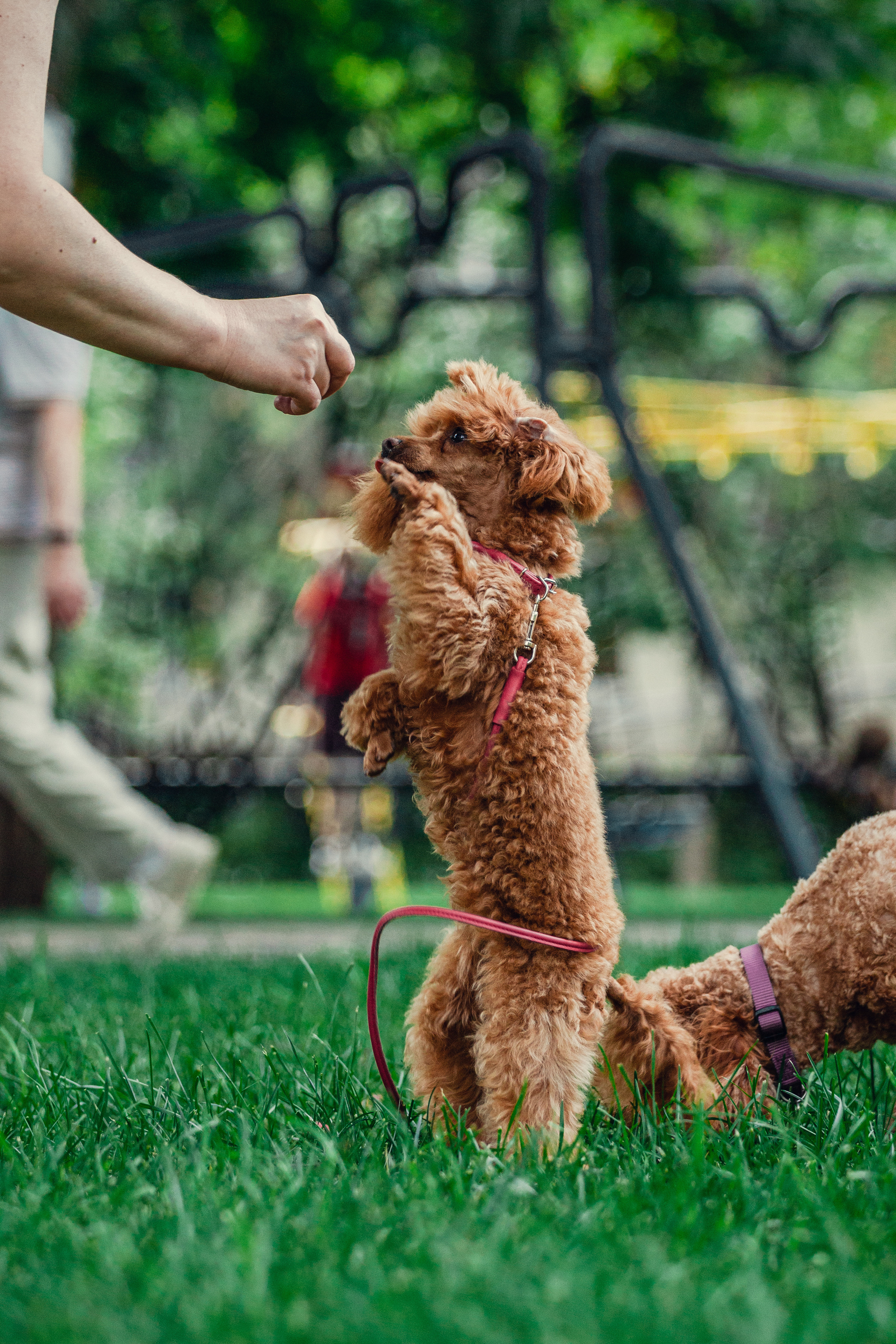 Оля и Ася. Фотограф-анималист Татьяна Степанова