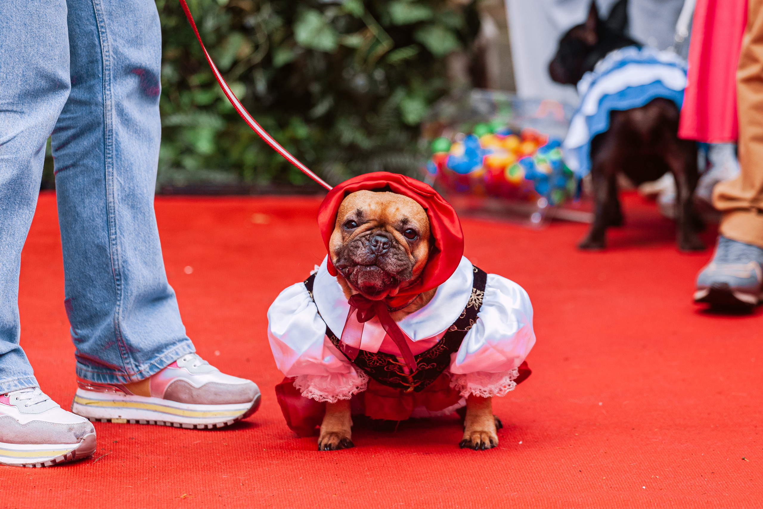 Парад французских бульдогов 15.07.2023. Фотограф-анималист Татьяна Степанова