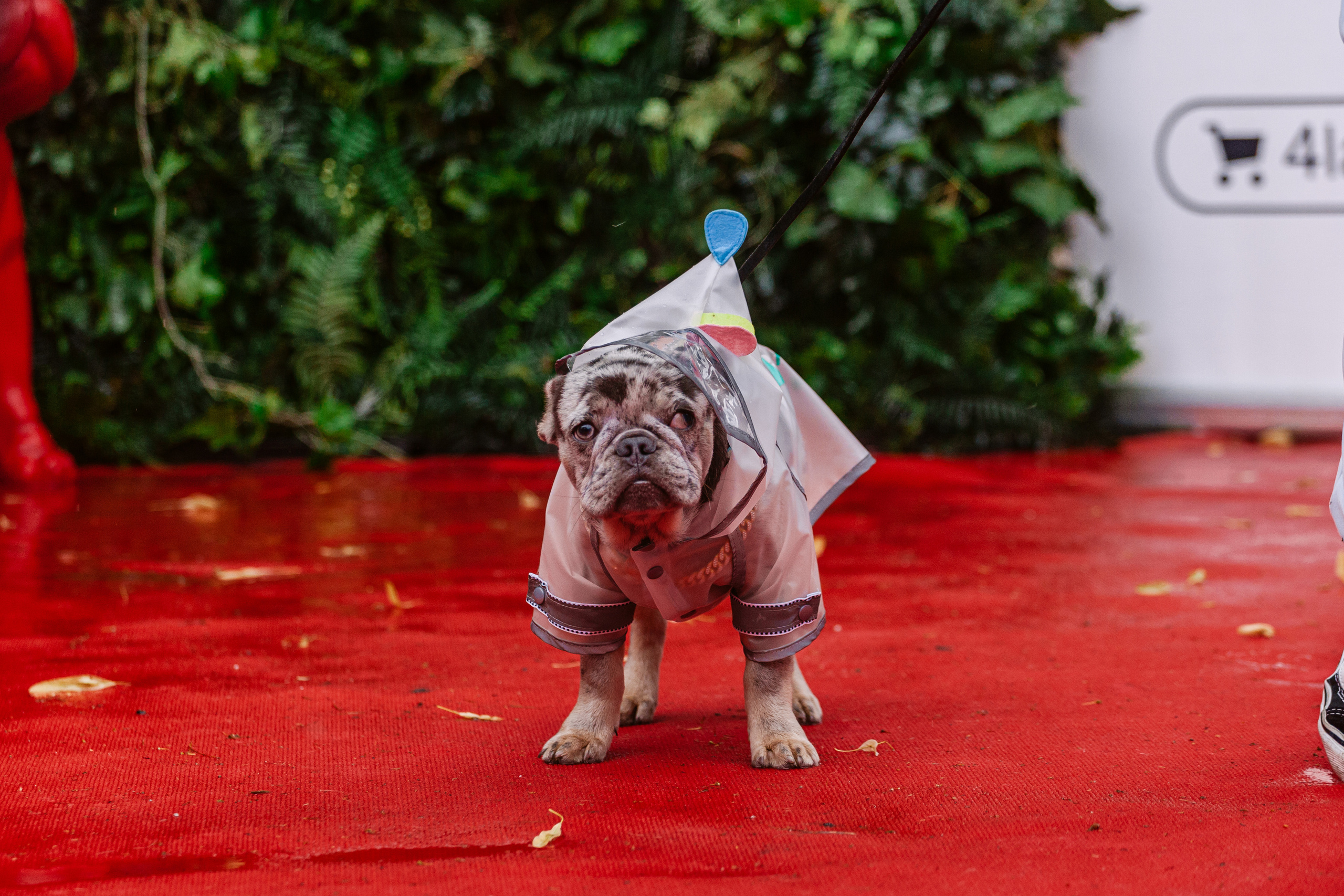 Парад французских бульдогов 15.07.2023. Фотограф-анималист Татьяна Степанова