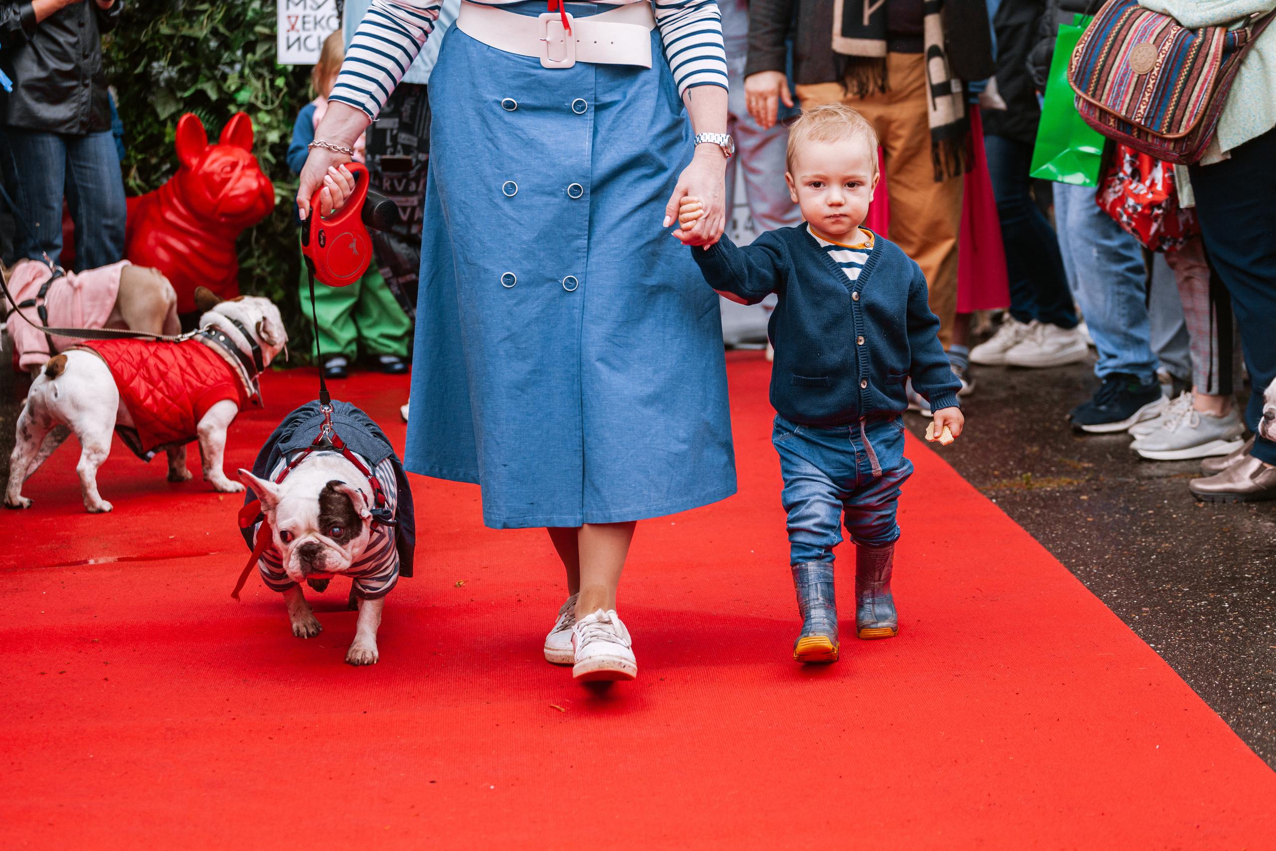 Парад французских бульдогов 15.07.2023. Фотограф-анималист Татьяна Степанова