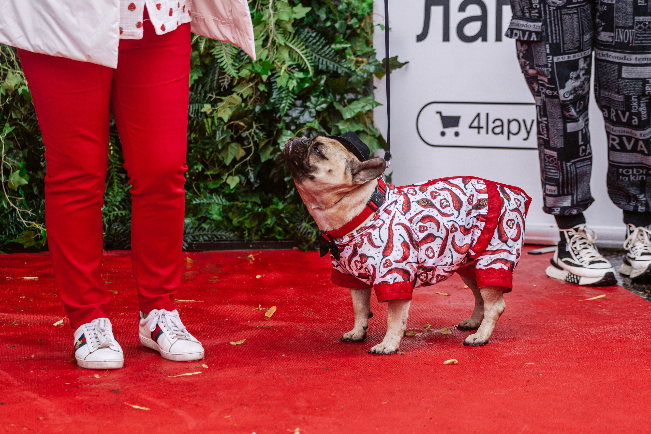 Парад французских бульдогов 15.07.2023. Фотограф-анималист Татьяна Степанова