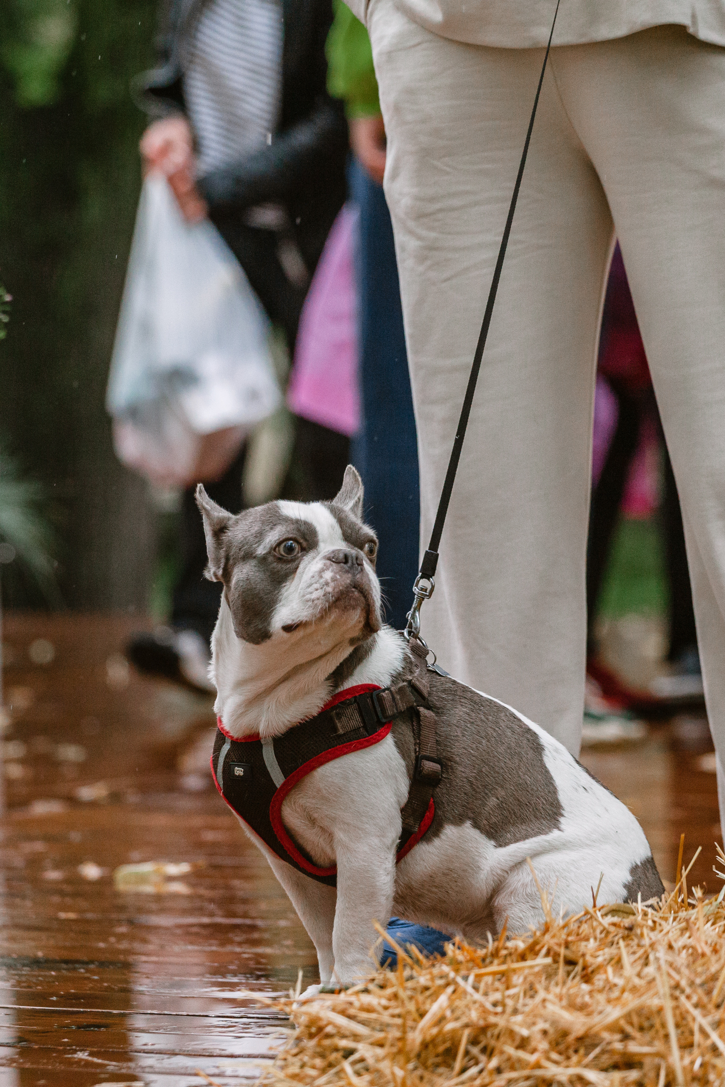 Парад французских бульдогов 15.07.2023. Фотограф-анималист Татьяна Степанова