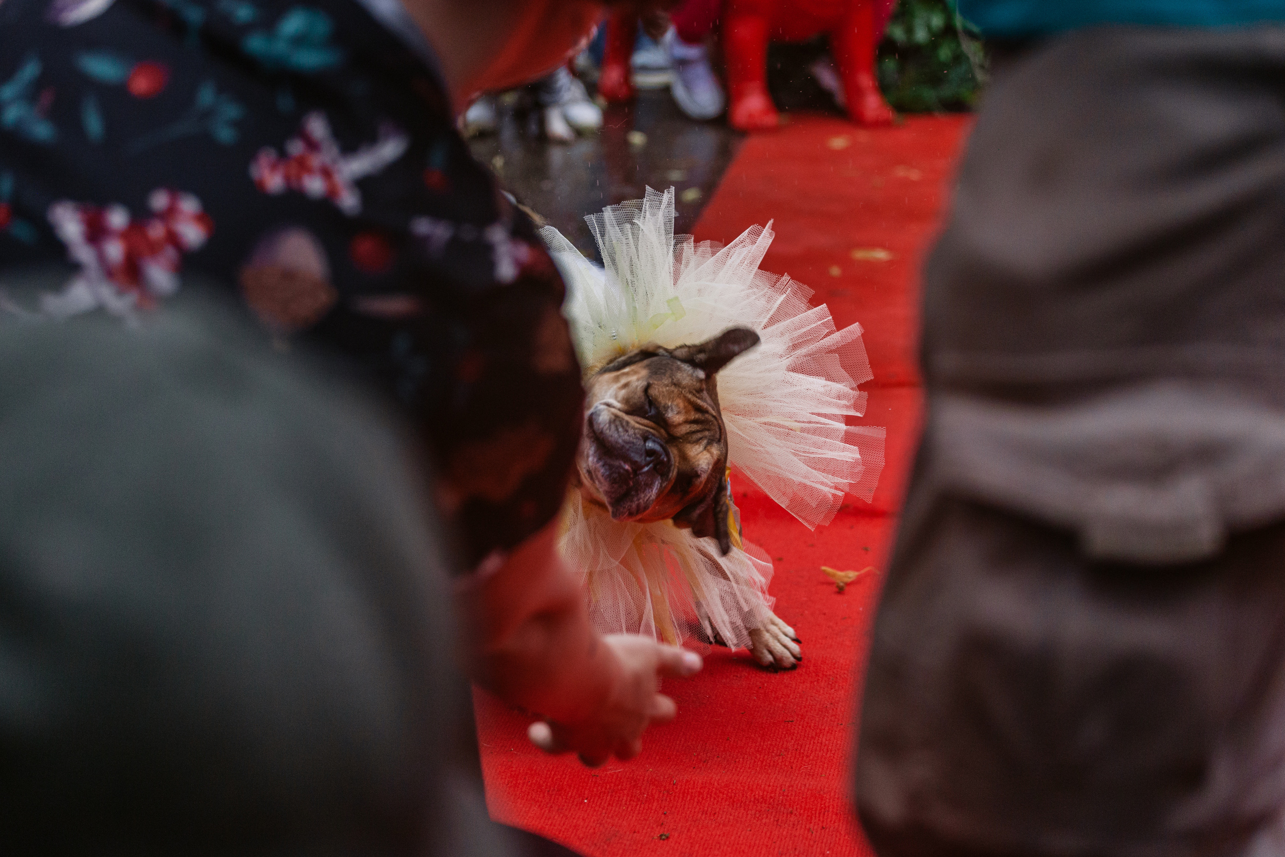 Парад французских бульдогов 15.07.2023. Фотограф-анималист Татьяна Степанова