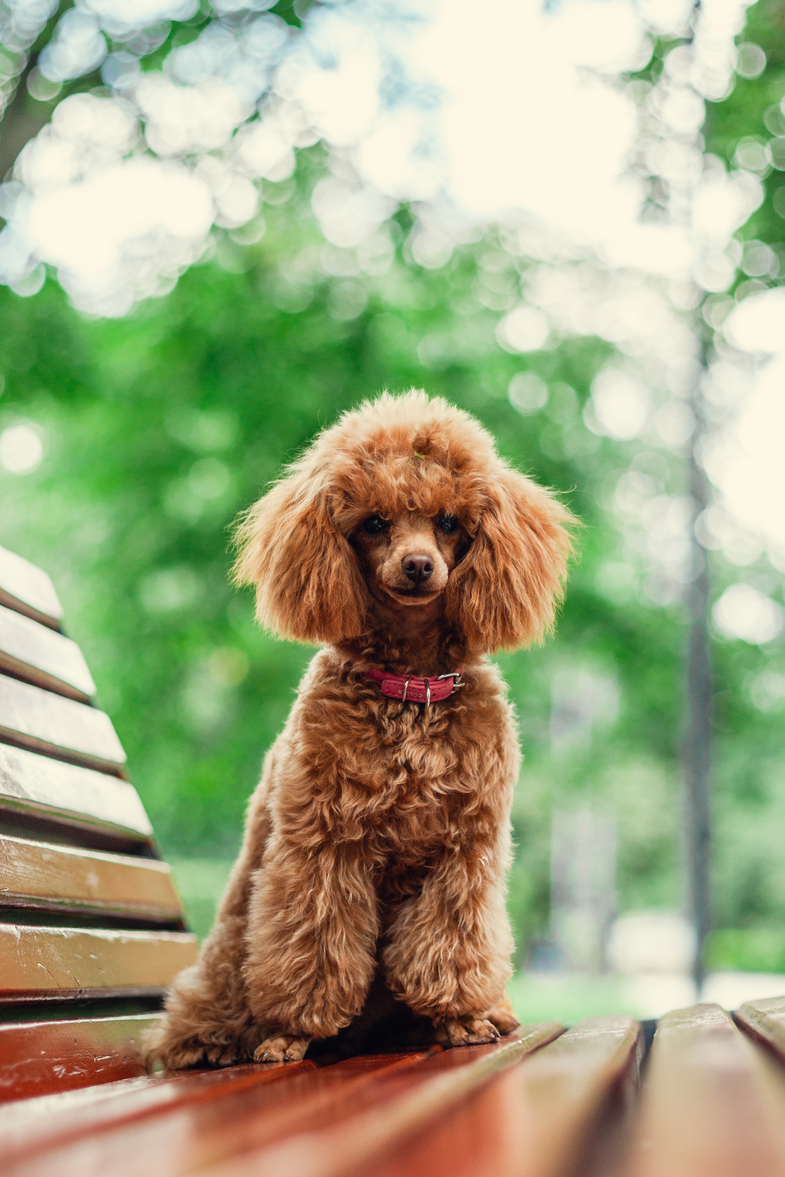 Оля и Ася. Фотограф-анималист Татьяна Степанова