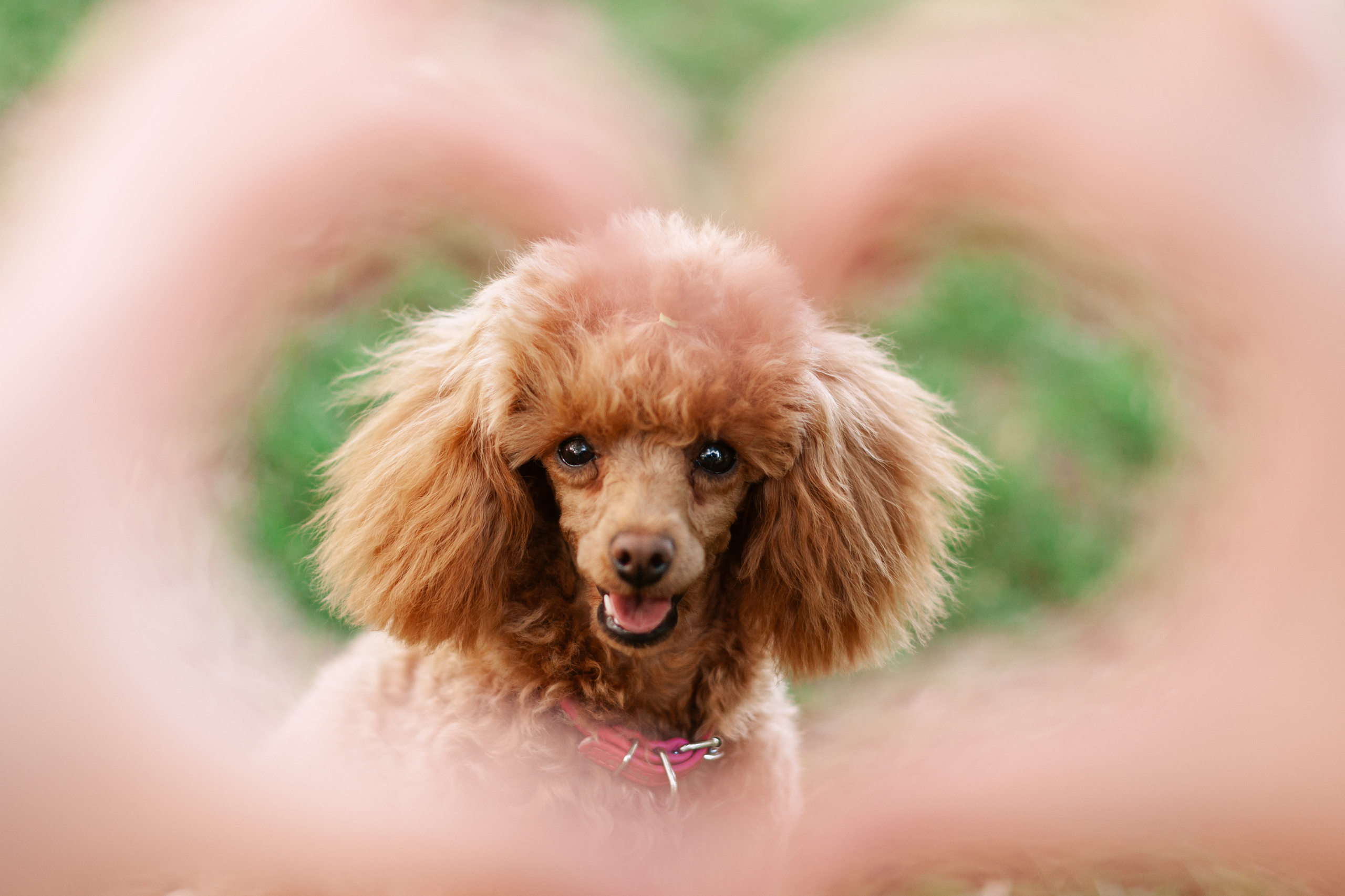 Оля и Ася. Фотограф-анималист Татьяна Степанова