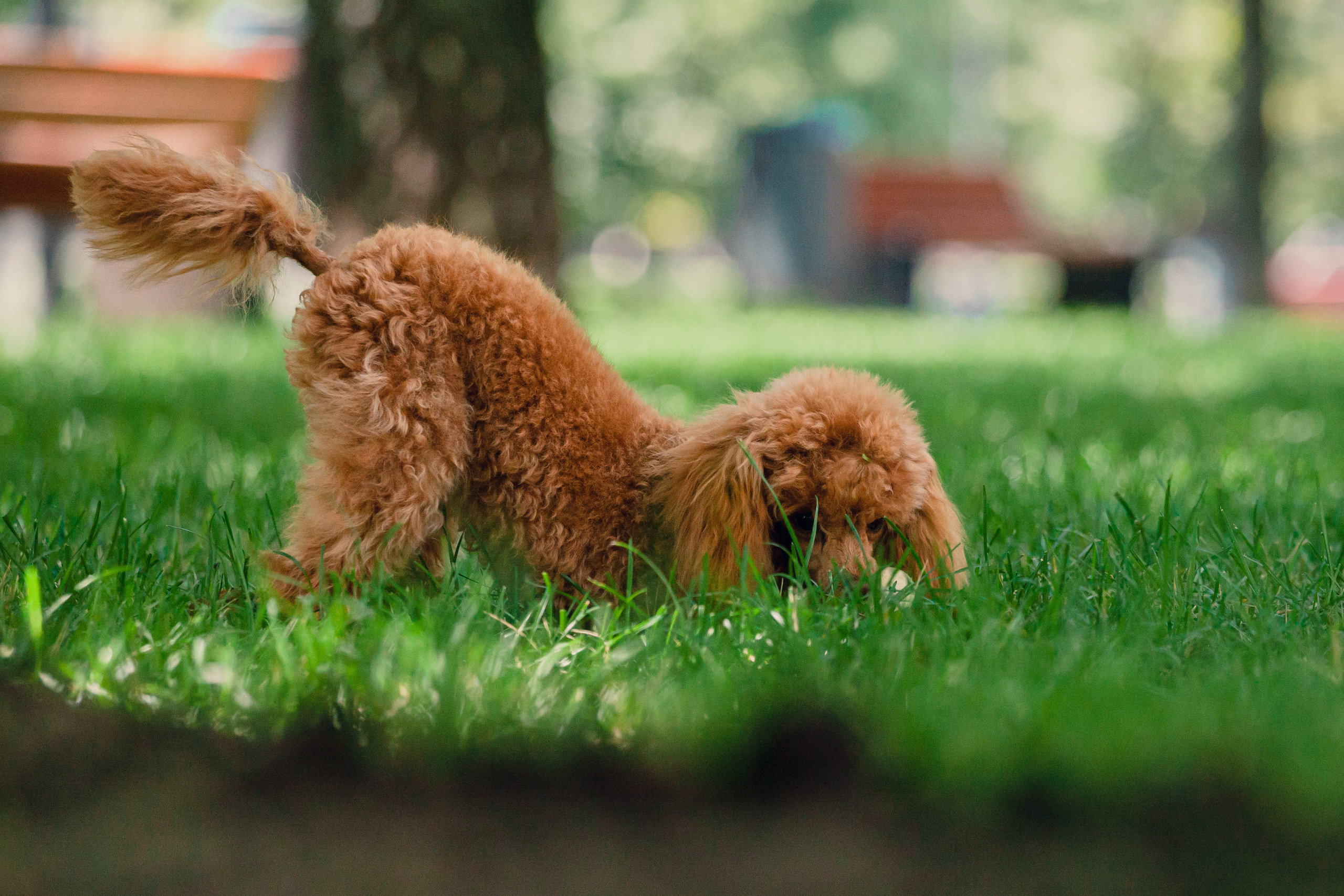Оля и Ася. Фотограф-анималист Татьяна Степанова
